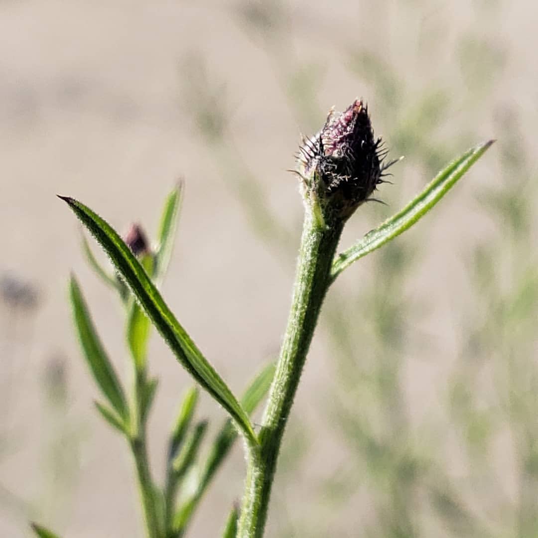 Spotted Knapweed growing out of Columbus Boulevard