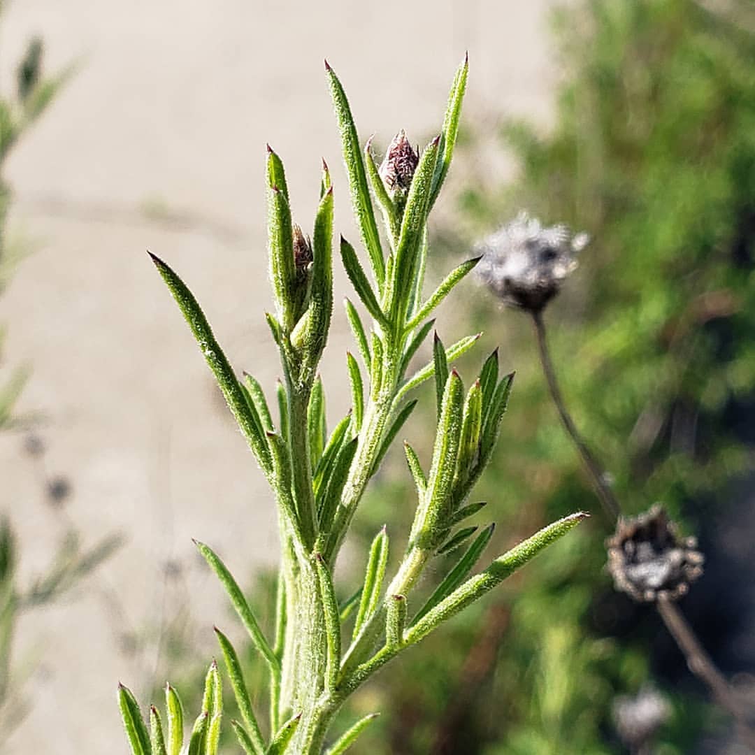Spotted Knapweed growing out of Columbus Boulevard