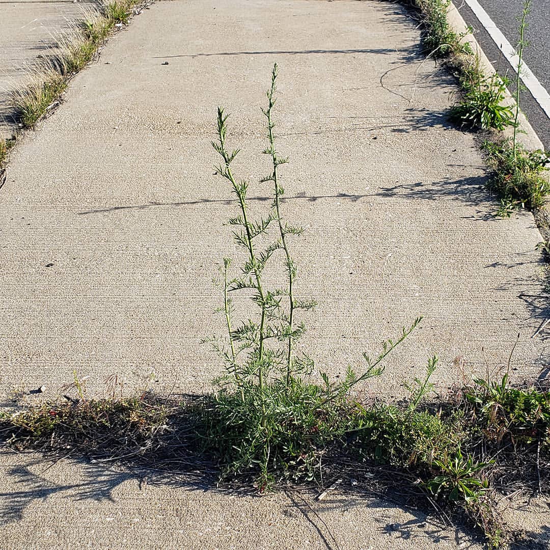 Spotted Knapweed growing out of Columbus Boulevard