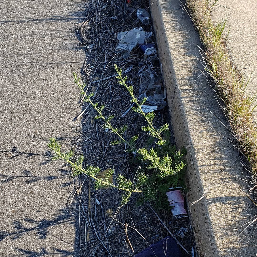Spotted Knapweed growing out of Columbus Boulevard