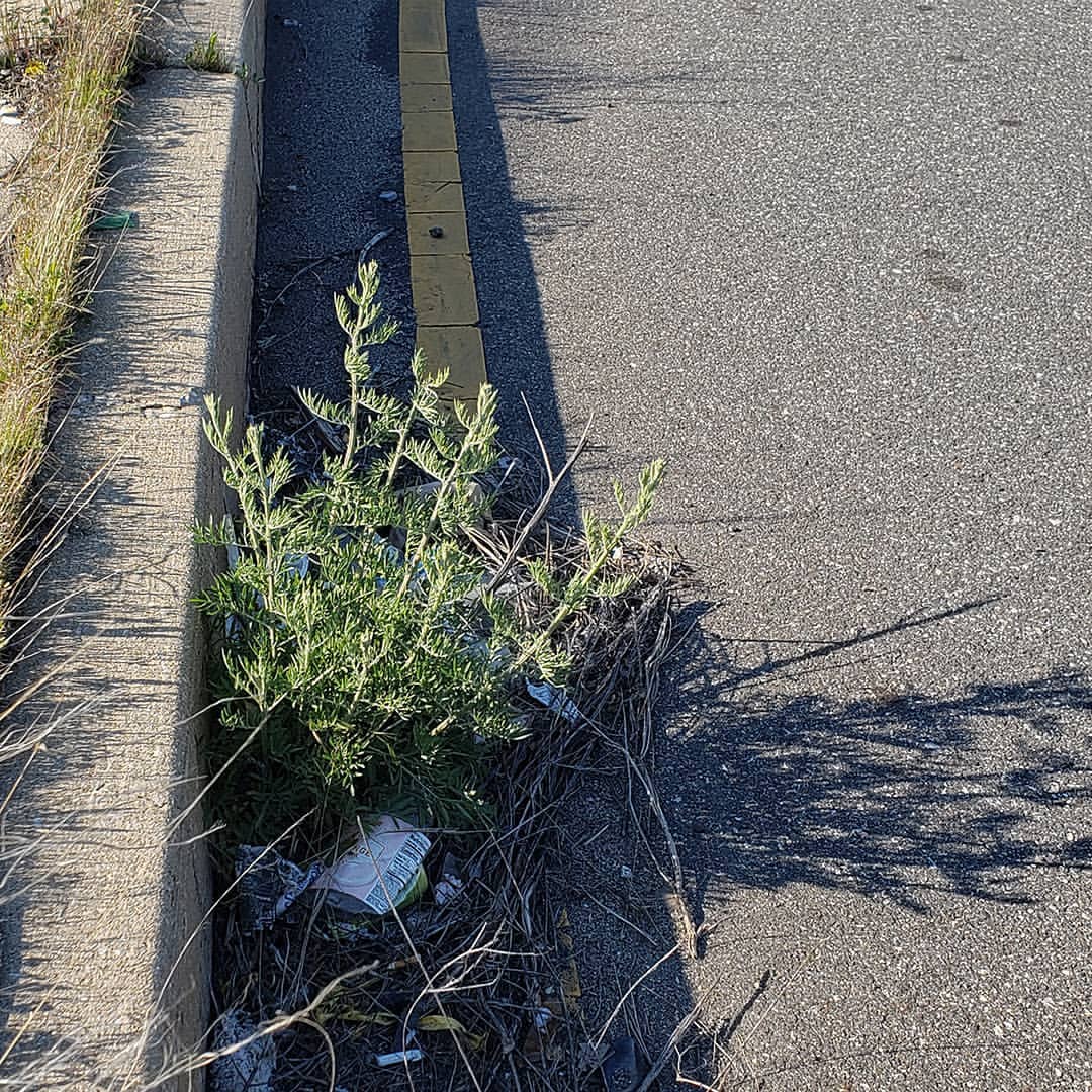 Spotted Knapweed growing out of Columbus Boulevard