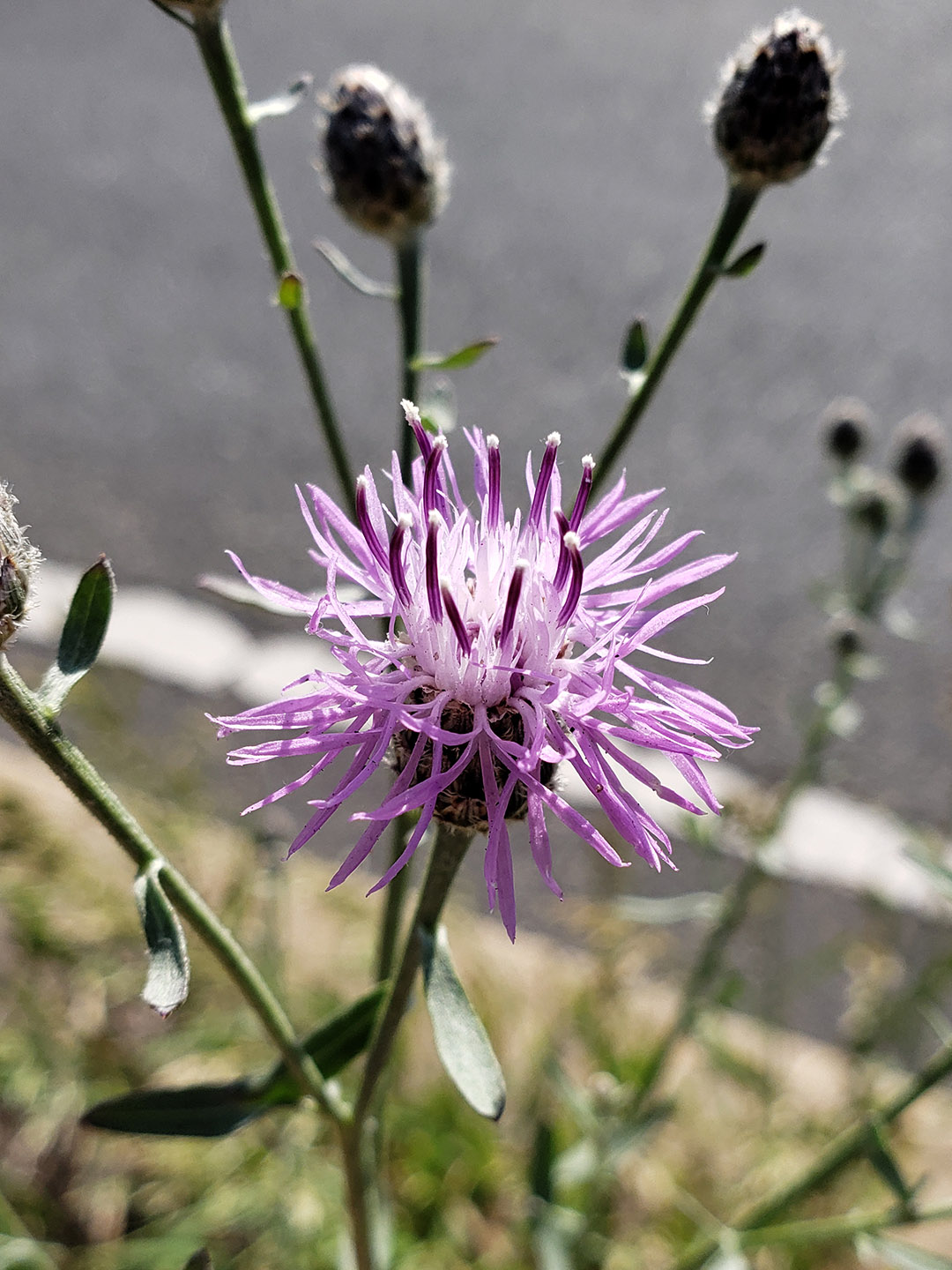 Spotted Knapweed growing out of Columbus Boulevard