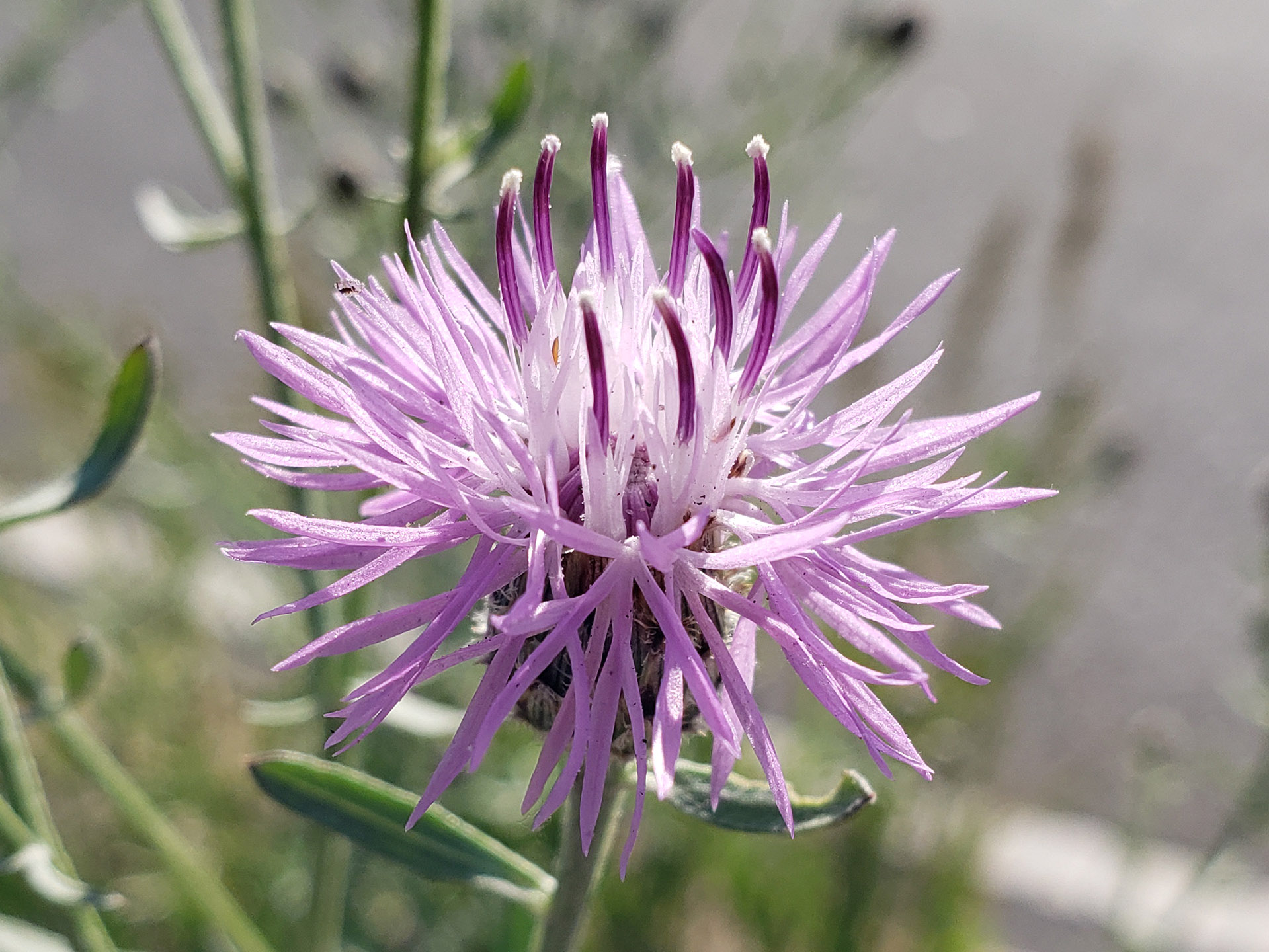 Spotted Knapweed growing out of Columbus Boulevard