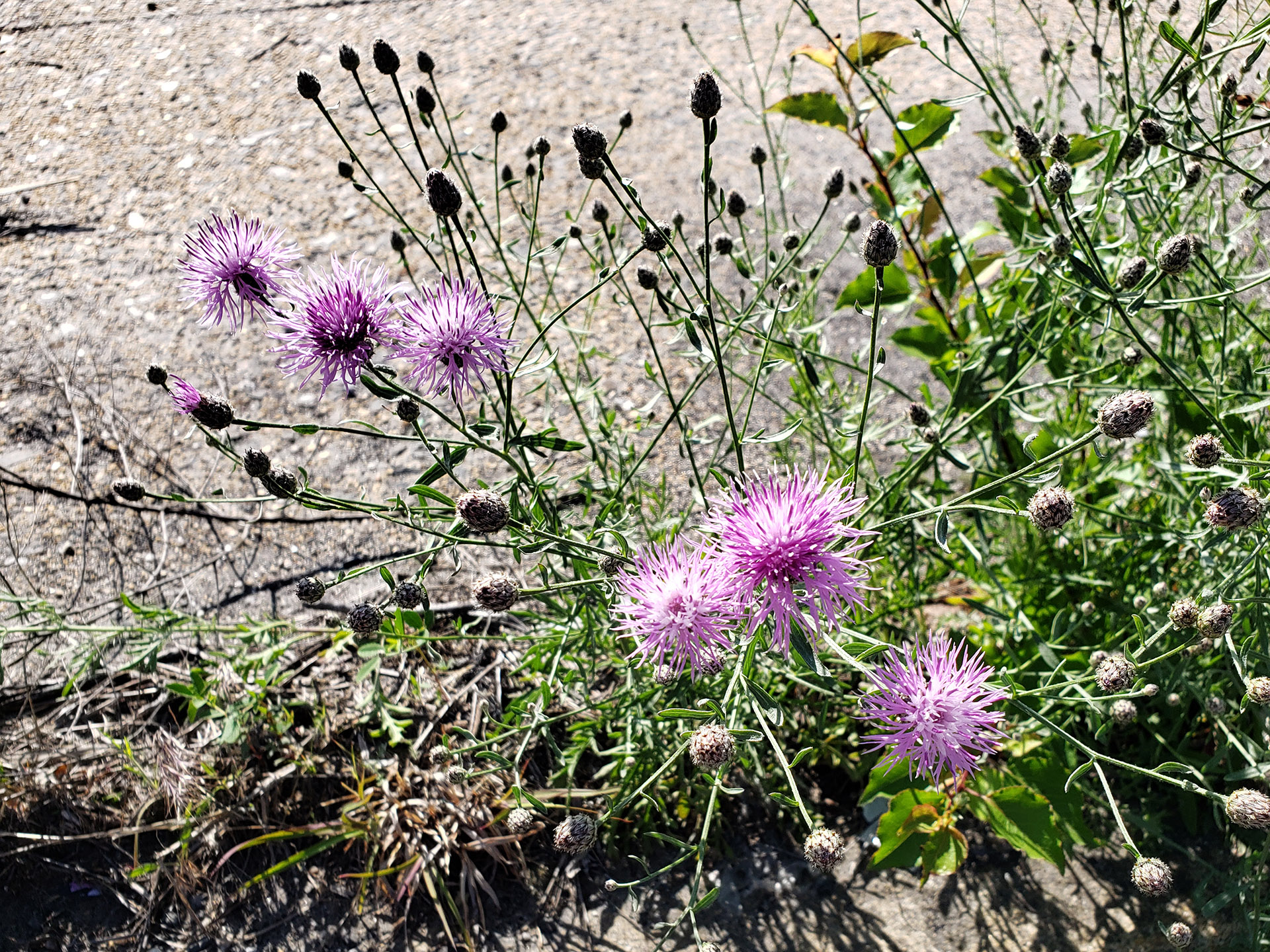 Spotted Knapweed growing out of Columbus Boulevard