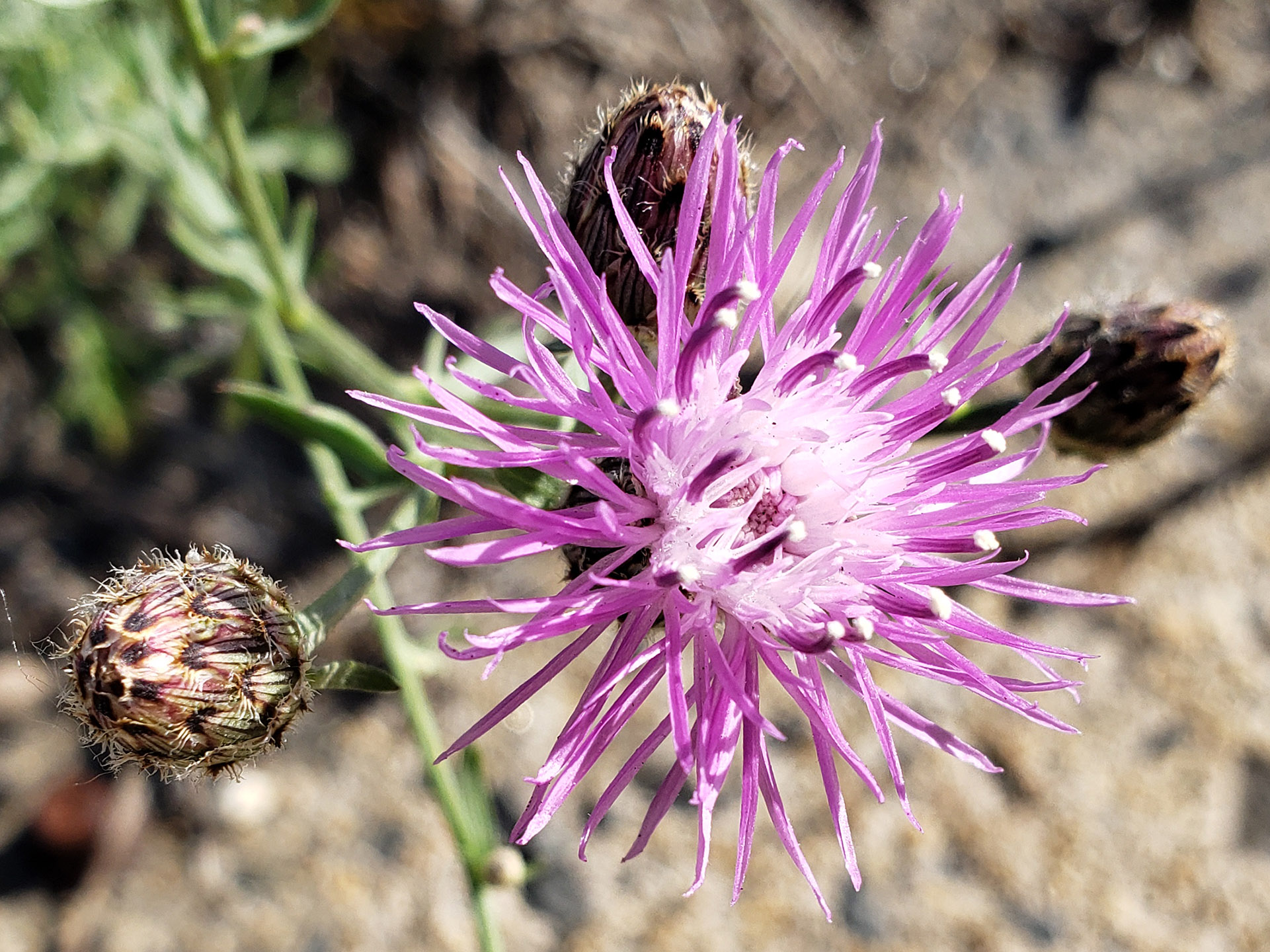 Spotted Knapweed growing out of Columbus Boulevard