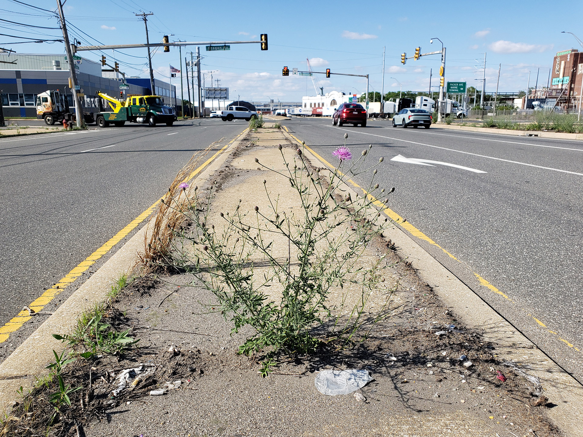 Spotted Knapweed growing out of Columbus Boulevard