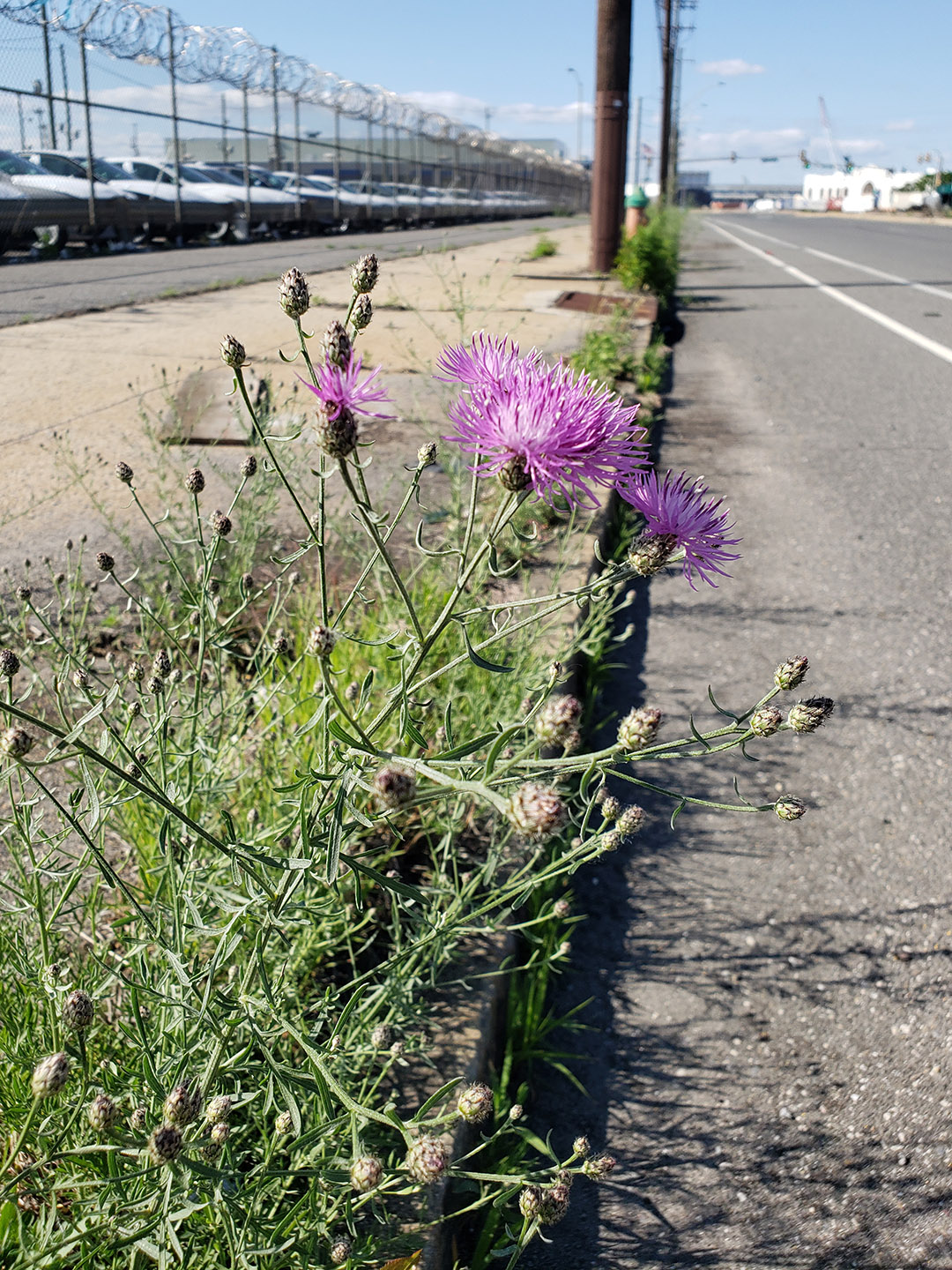 Spotted Knapweed growing out of Columbus Boulevard
