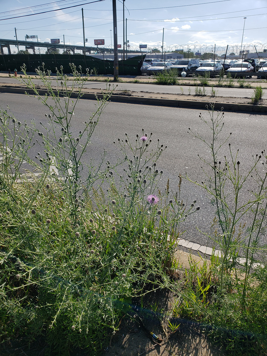 Spotted Knapweed growing out of Columbus Boulevard