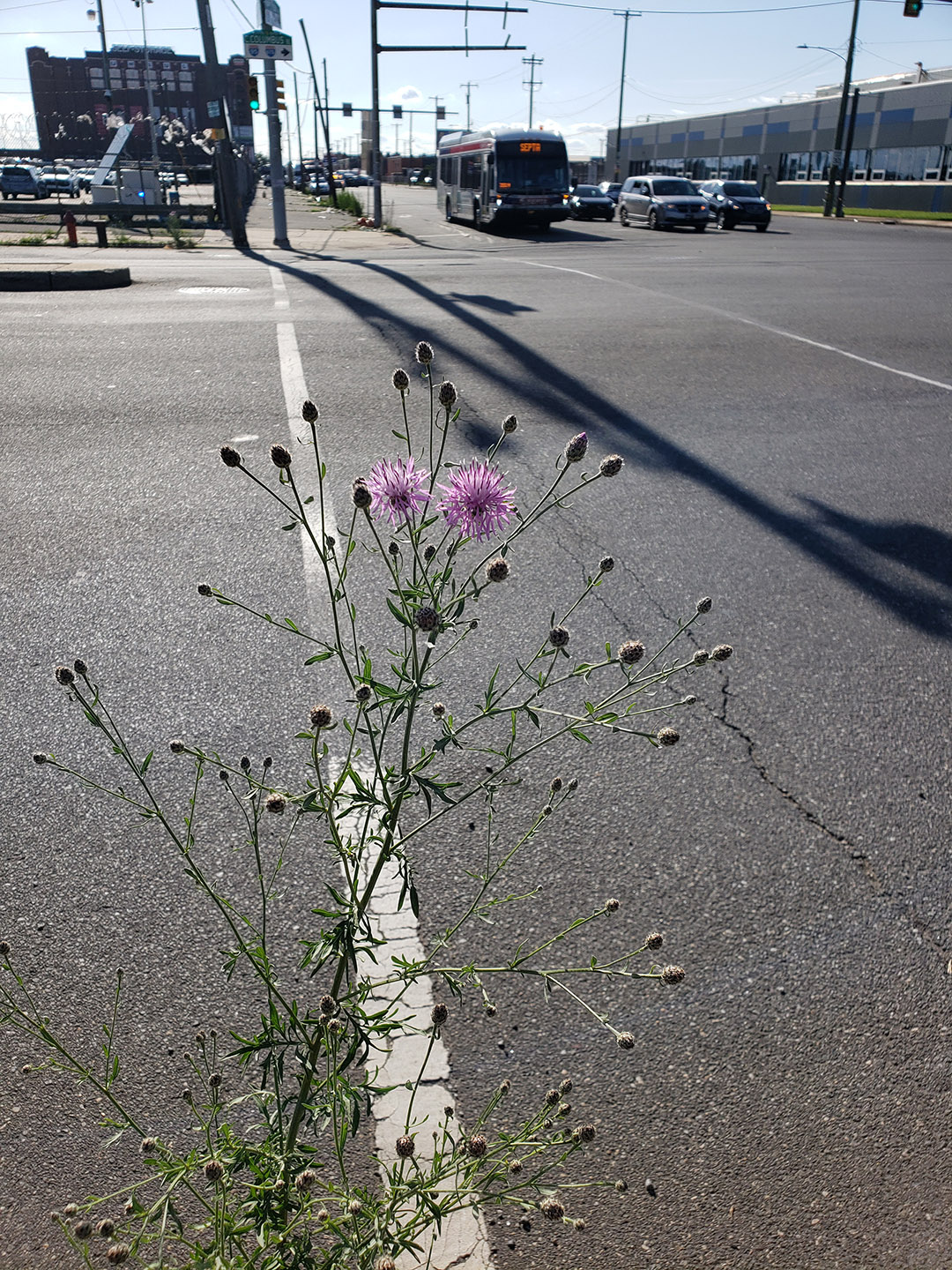 Spotted Knapweed growing out of Columbus Boulevard