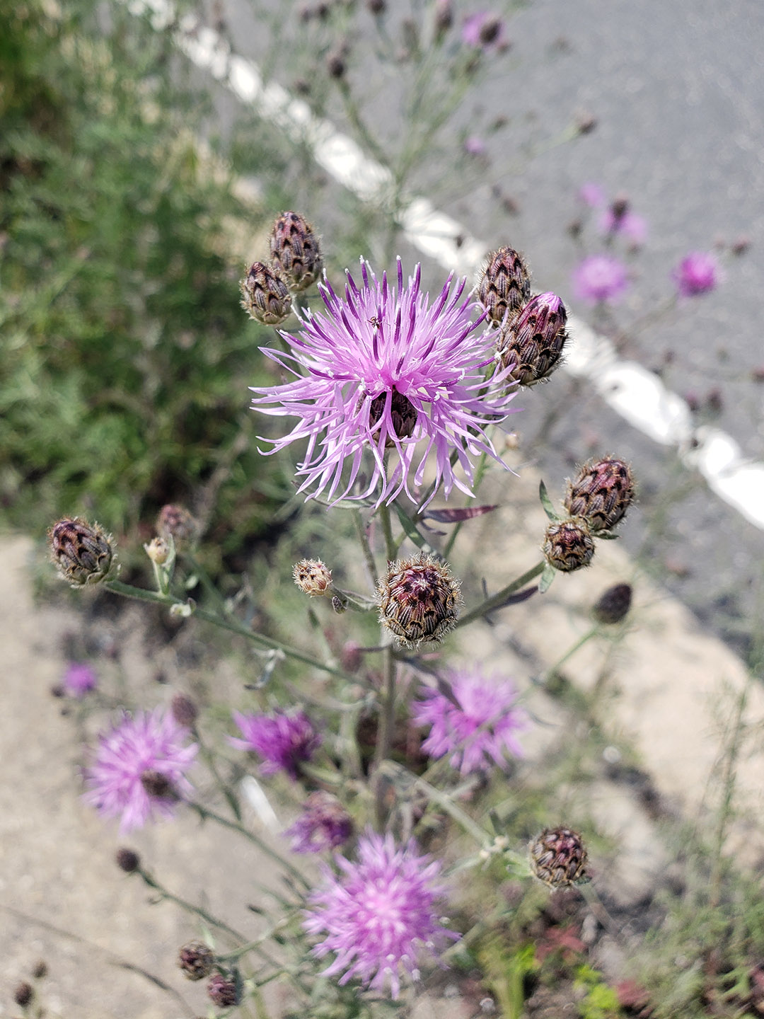 Spotted Knapweed growing out of Columbus Boulevard