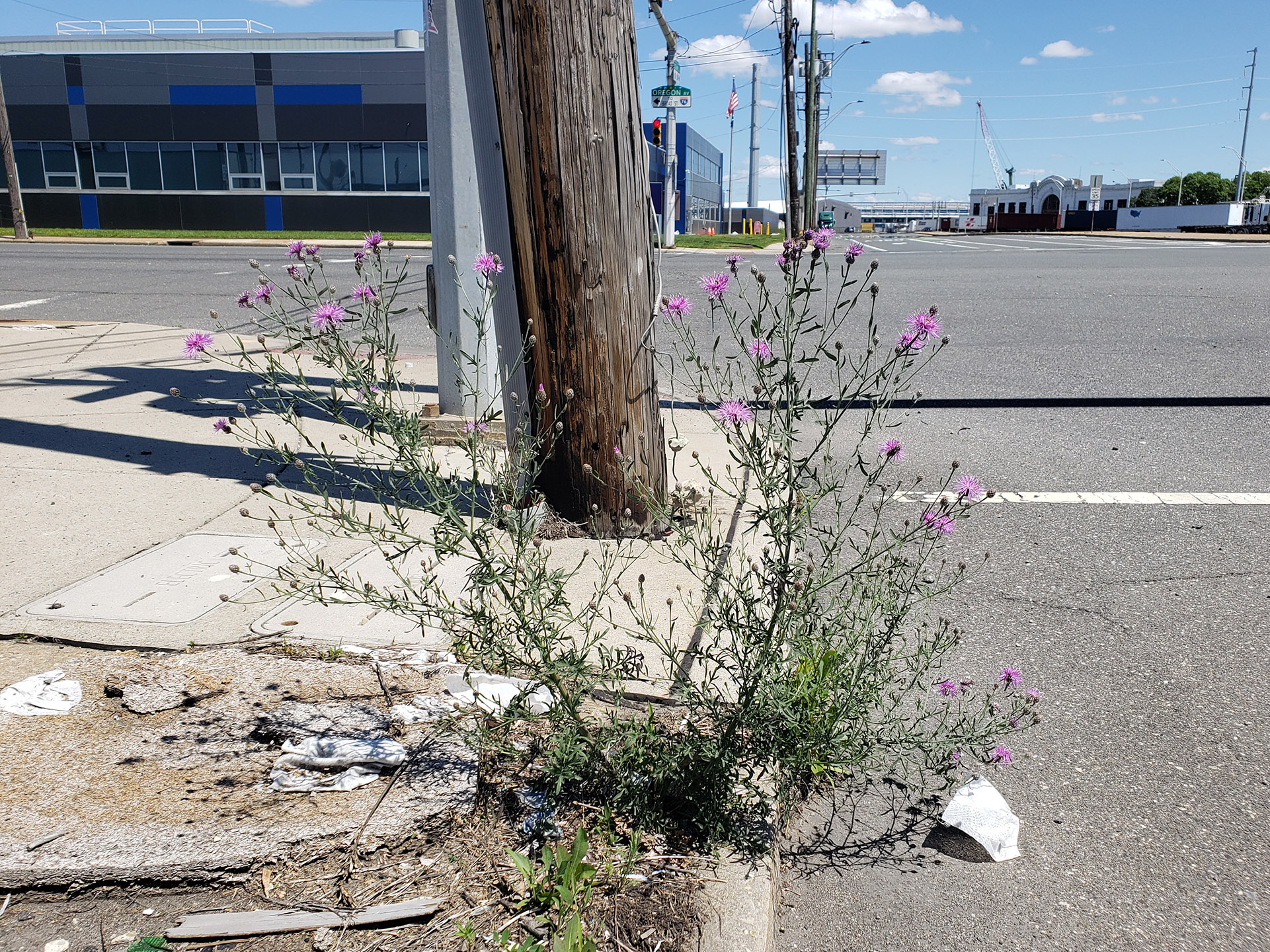 Spotted Knapweed growing out of Columbus Boulevard