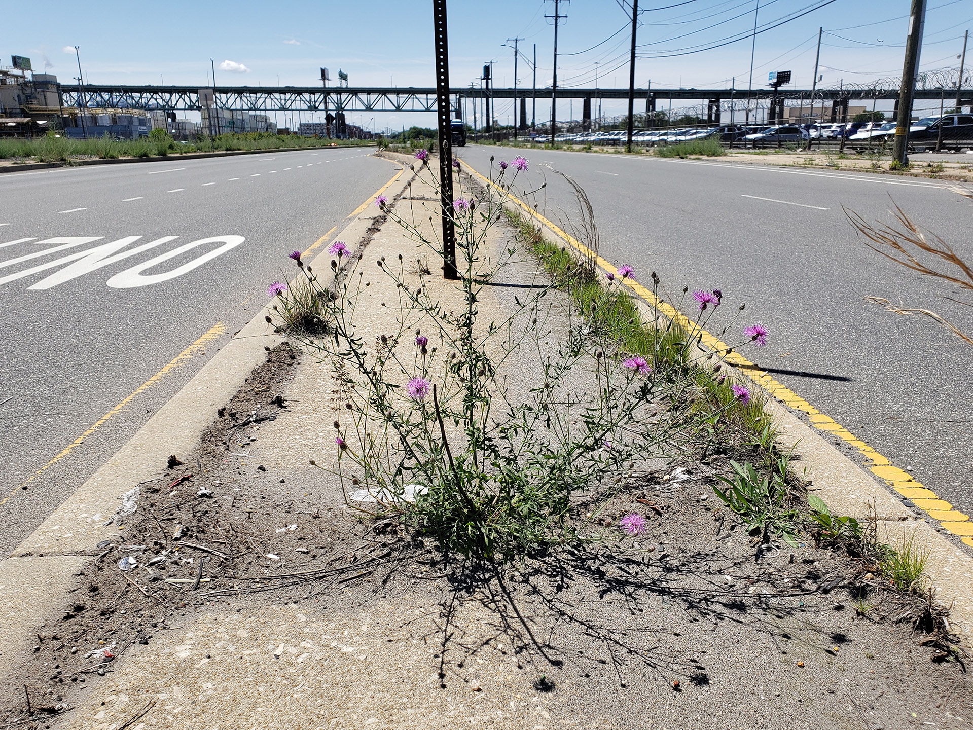 Spotted Knapweed growing out of Columbus Boulevard