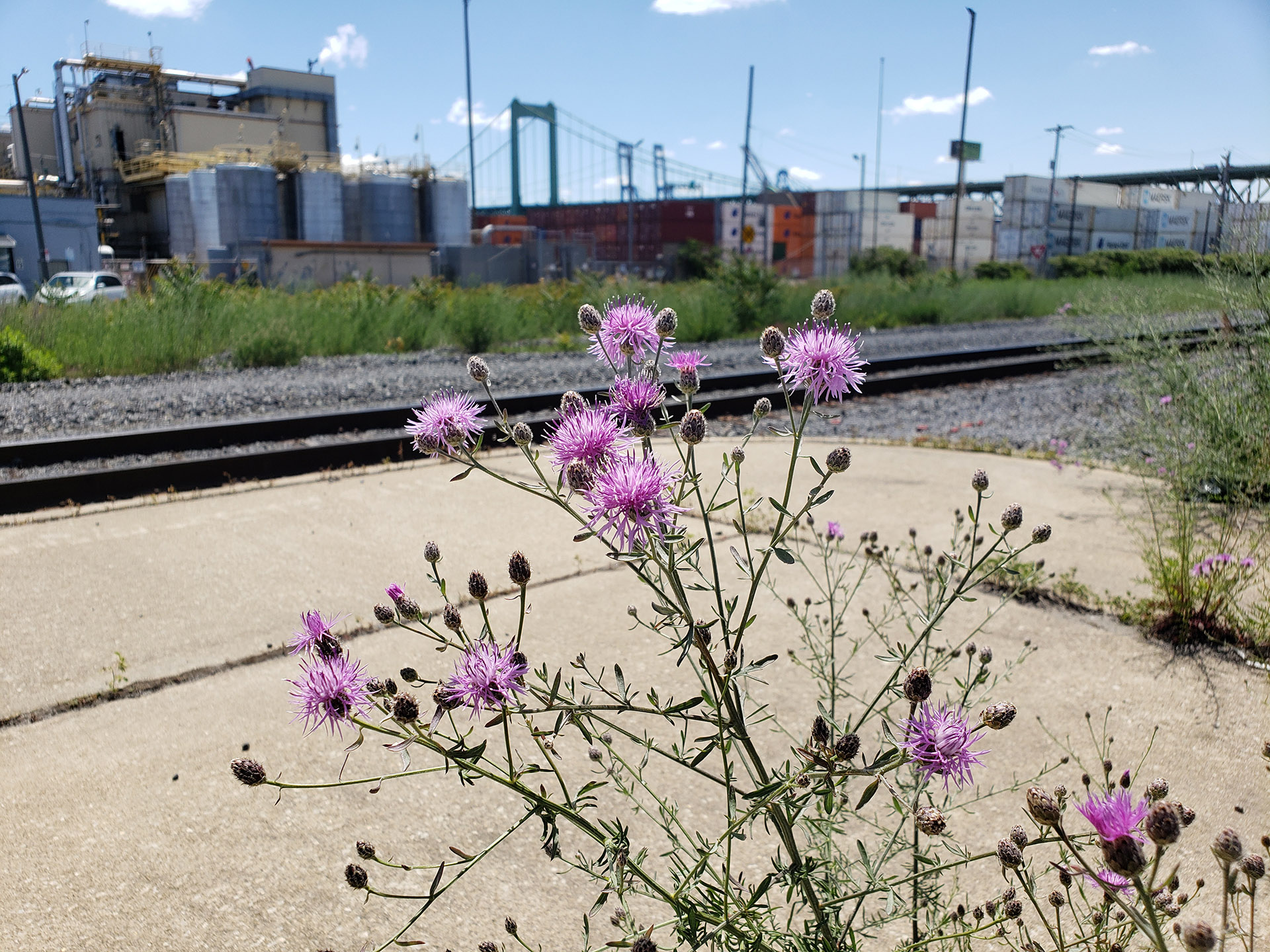 Spotted Knapweed growing out of Columbus Boulevard