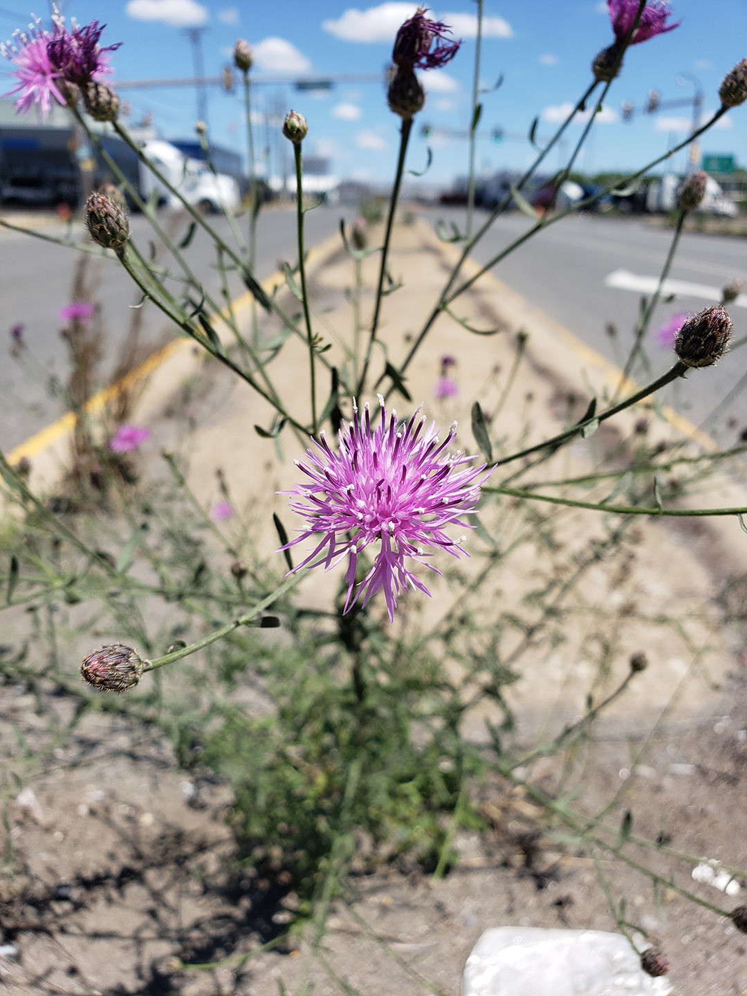 Spotted Knapweed growing out of Columbus Boulevard