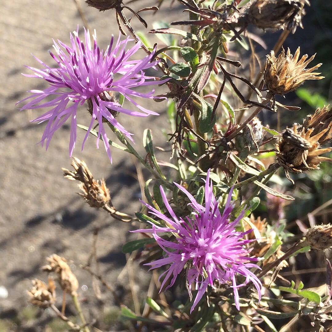 Spotted Knapweed blooms
