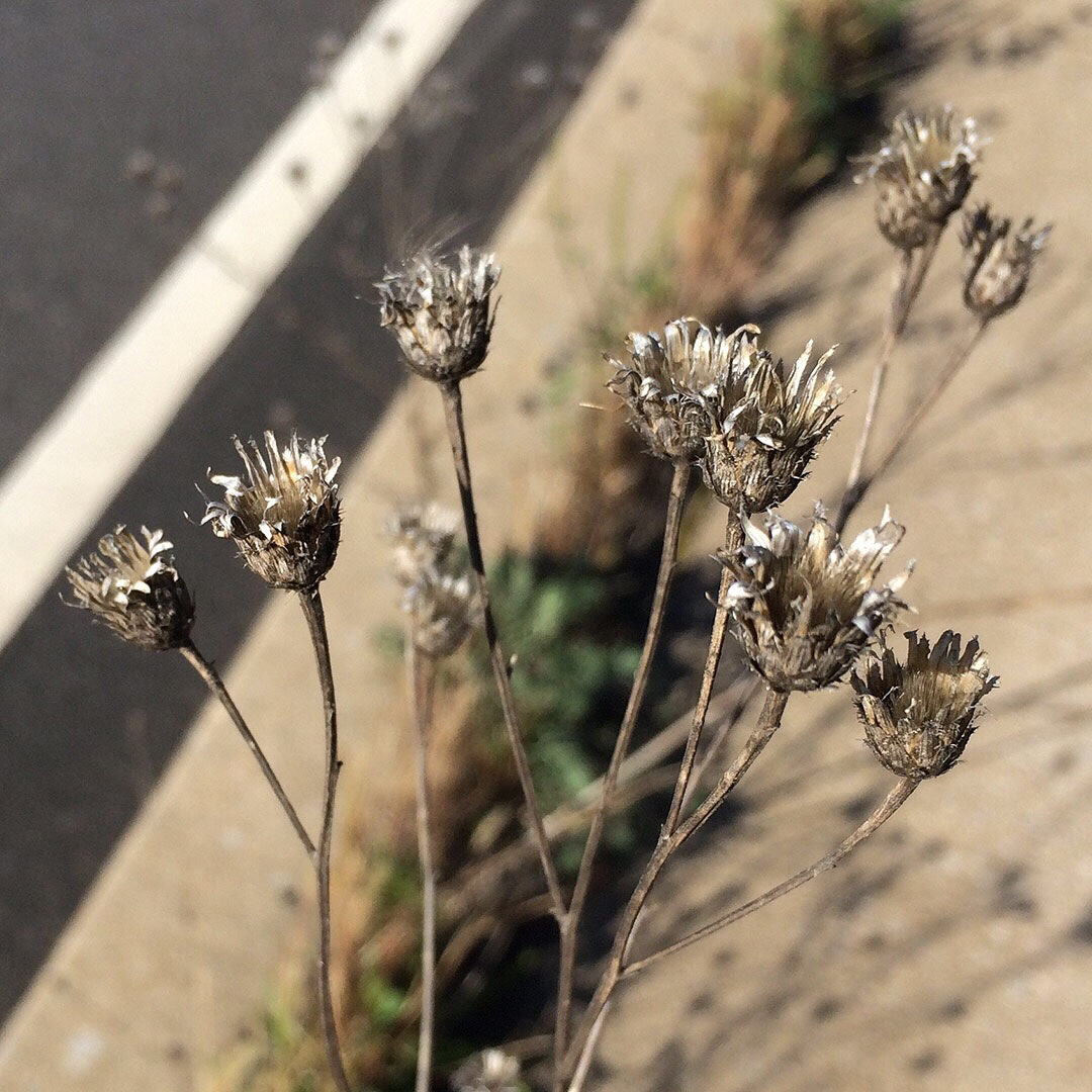 dried out Spotted Knapweed