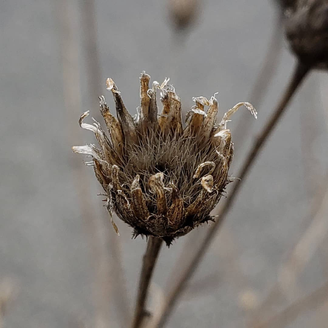 dessicated Spotted Knapweed
