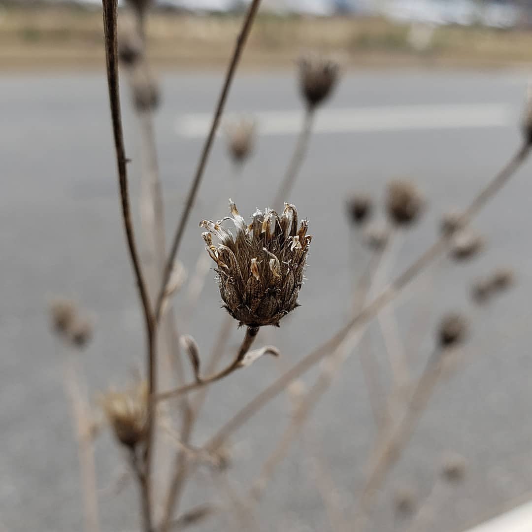 dessicated Spotted Knapweed