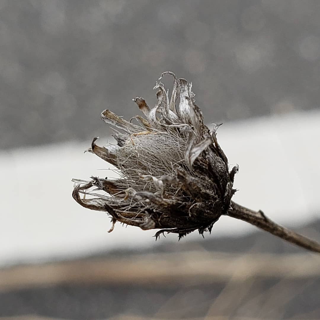 dessicated Spotted Knapweed