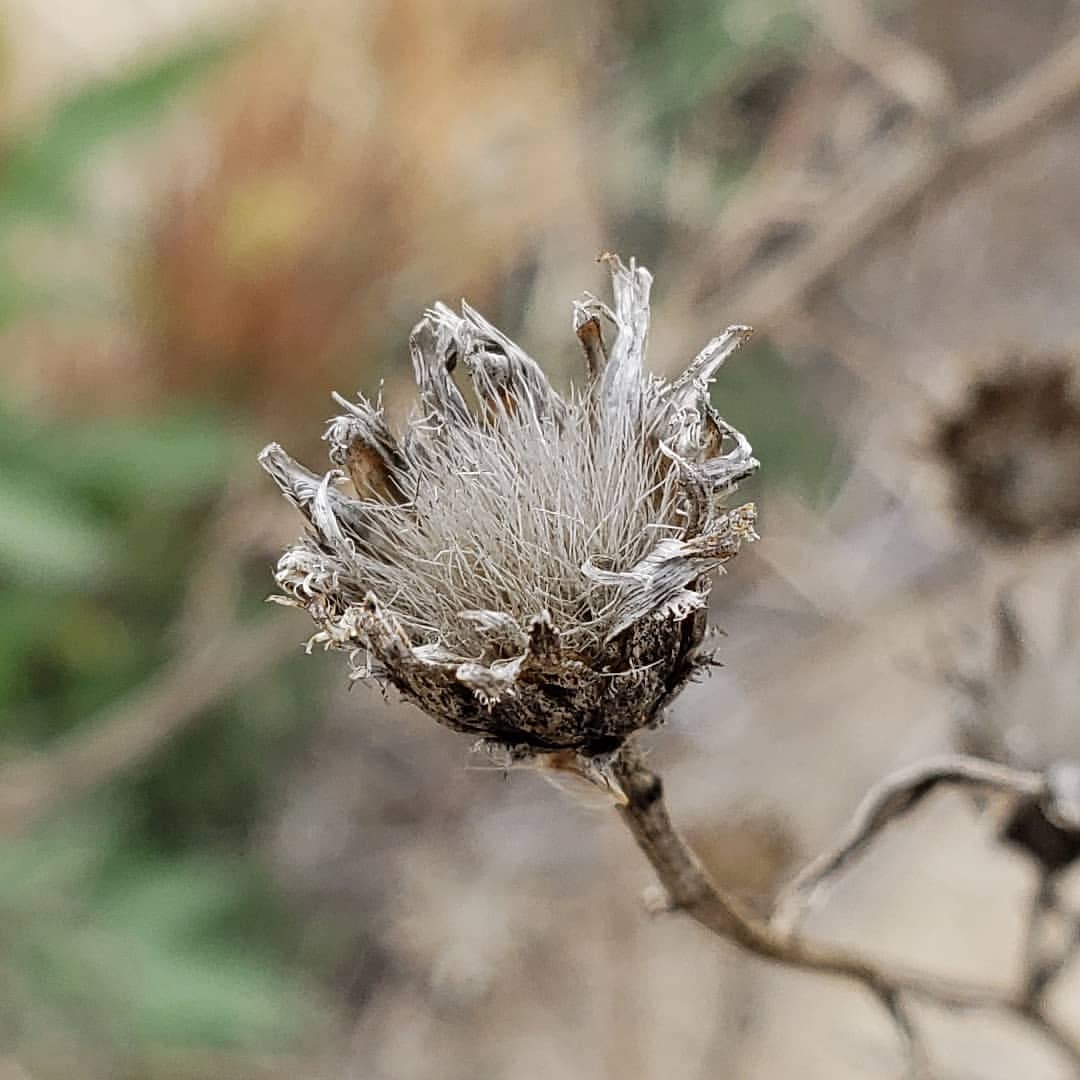 dessicated Spotted Knapweed
