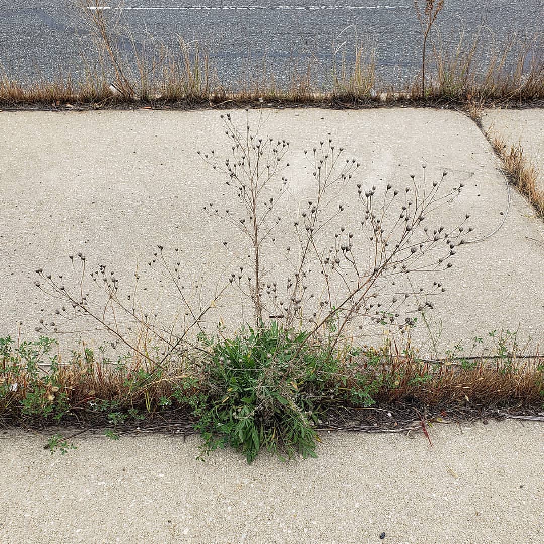 dessicated Spotted Knapweed