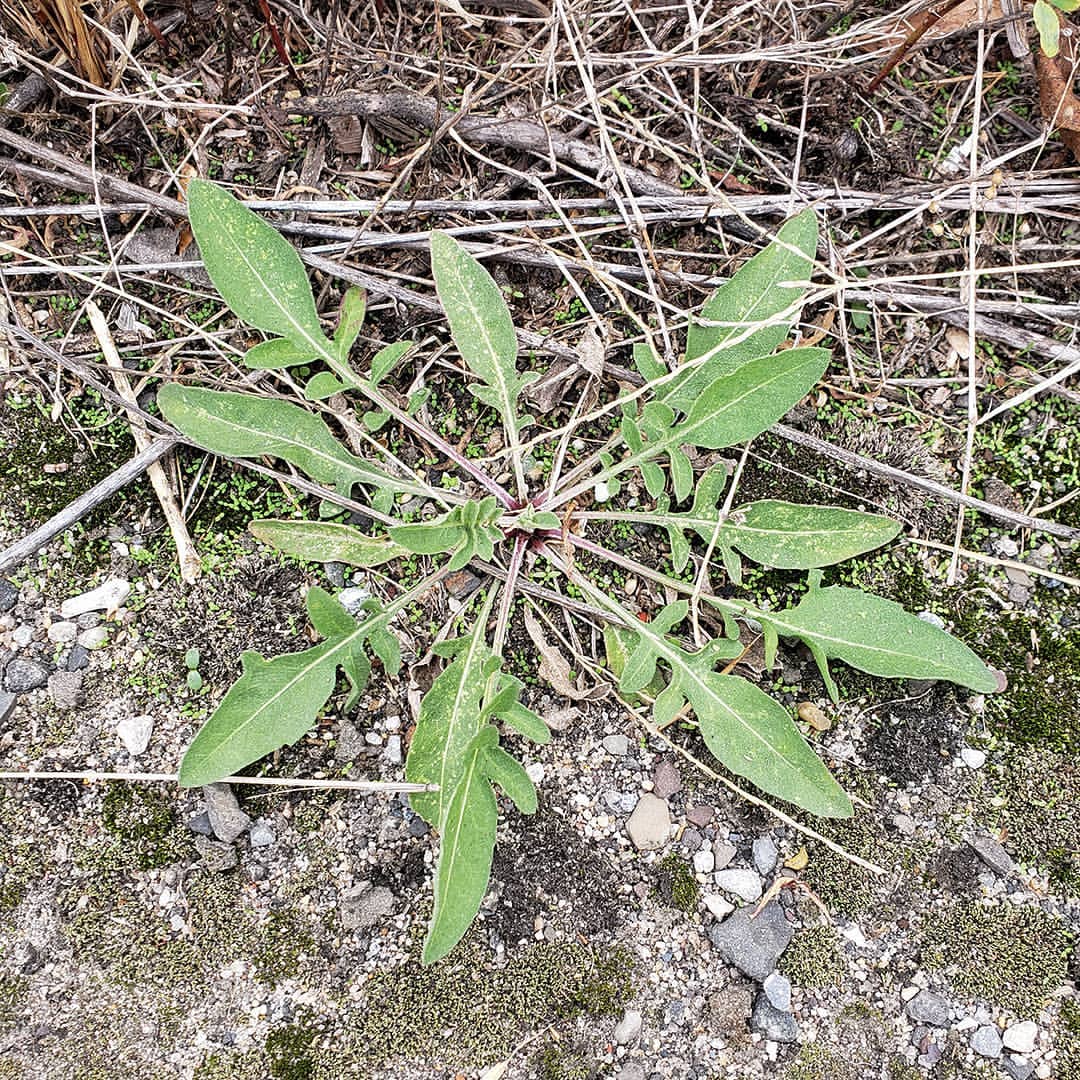 Spotted Knapweed rosettes