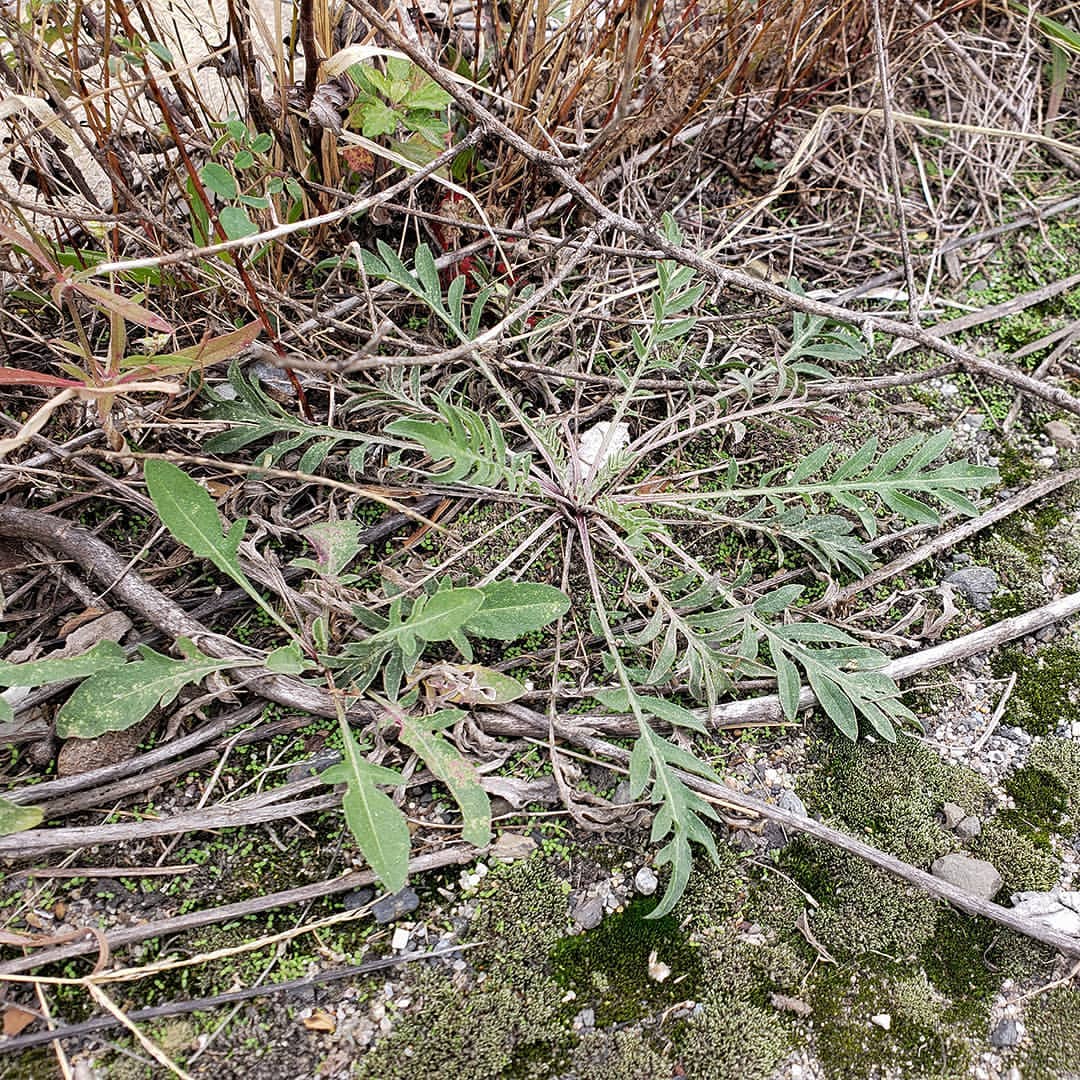 Spotted Knapweed rosettes