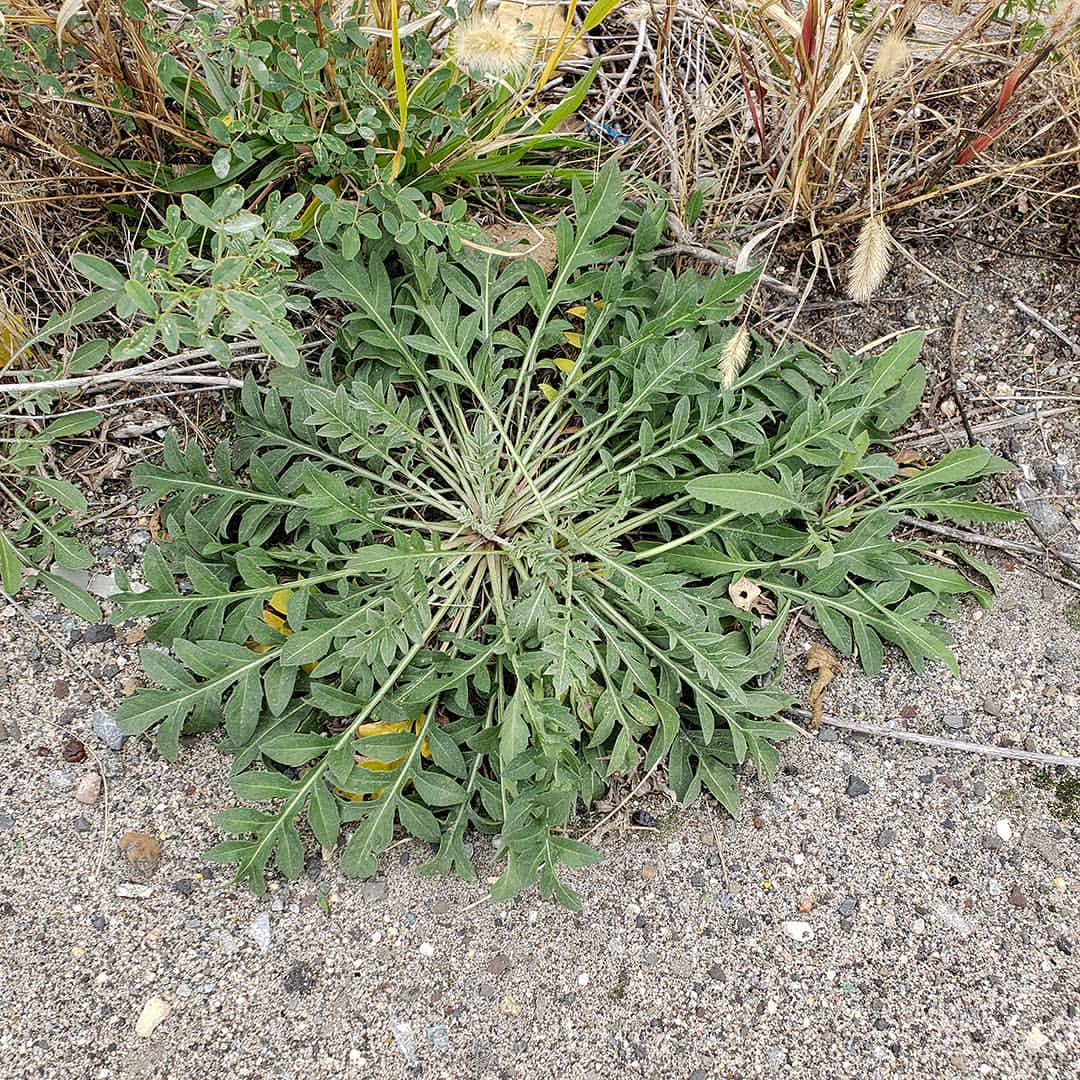 Spotted Knapweed rosettes
