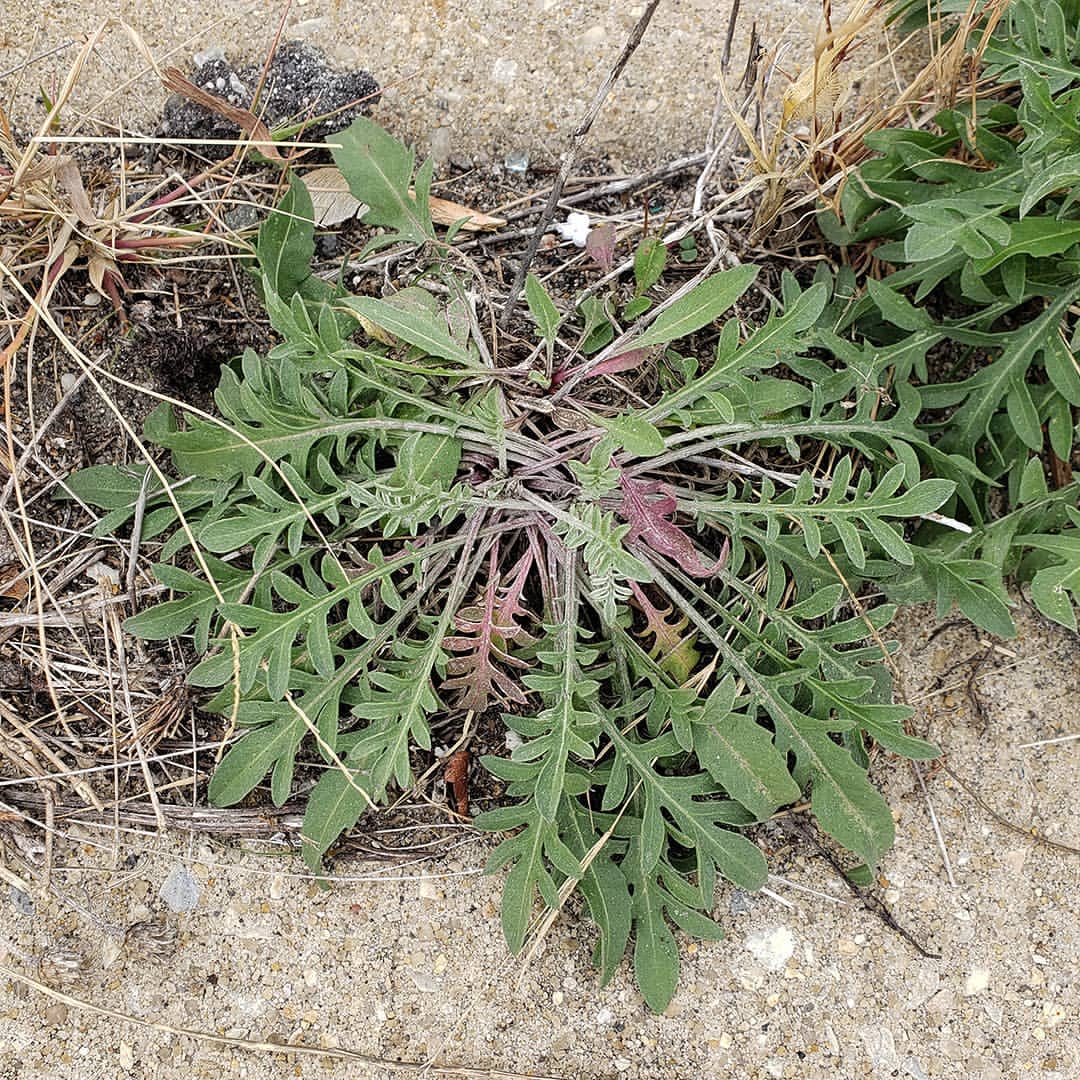 Spotted Knapweed rosettes