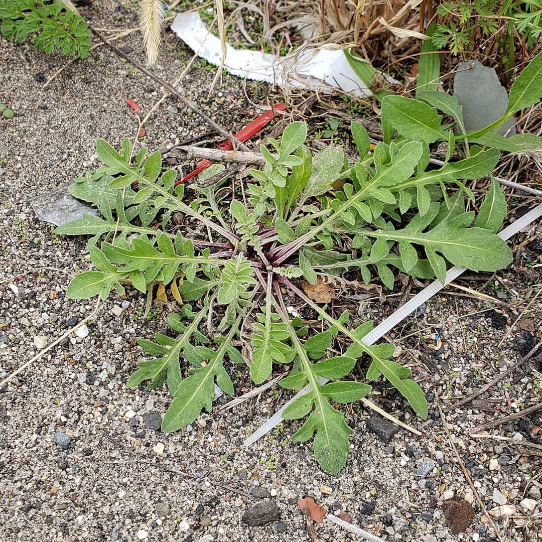 Spotted Knapweed rosettes