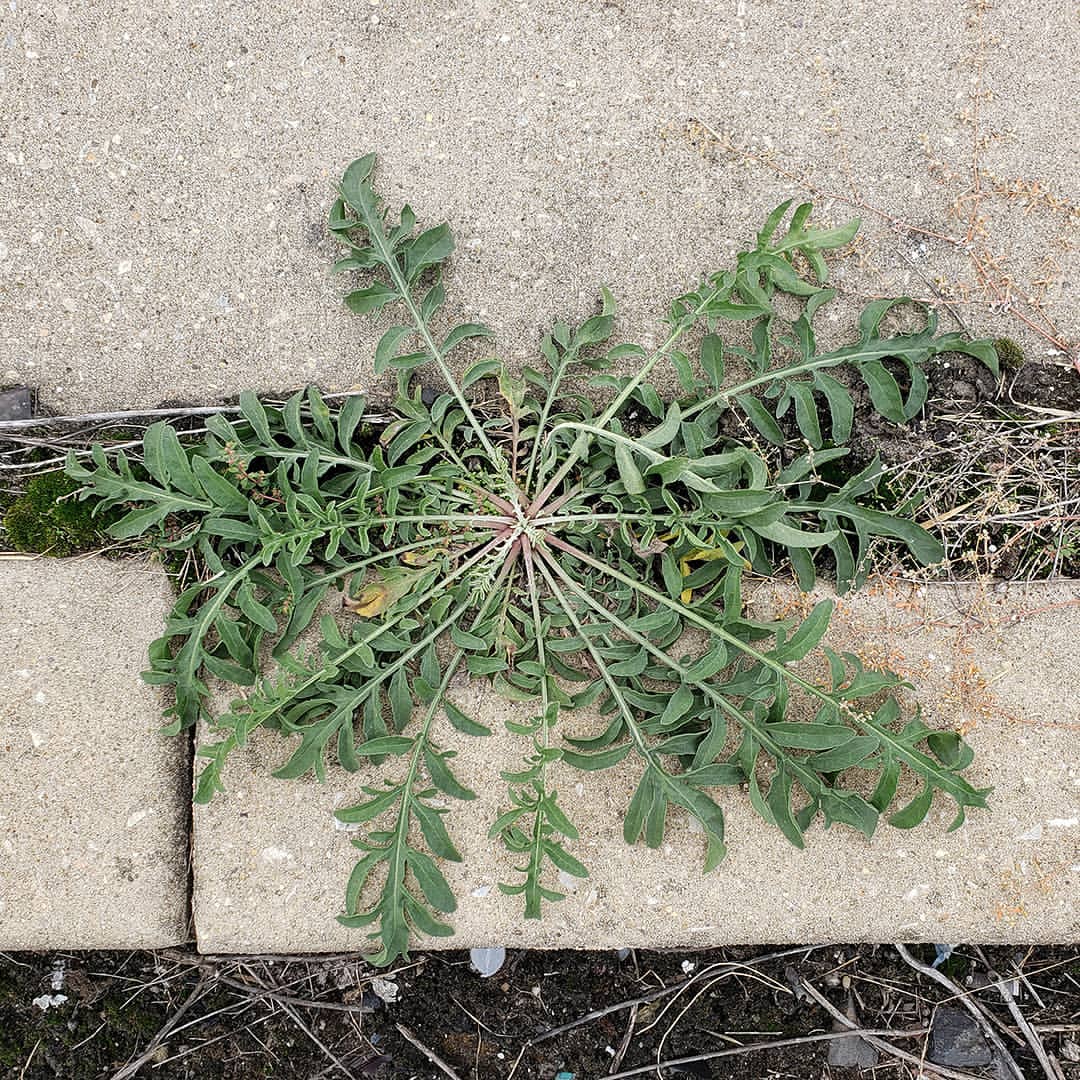 Spotted Knapweed rosettes