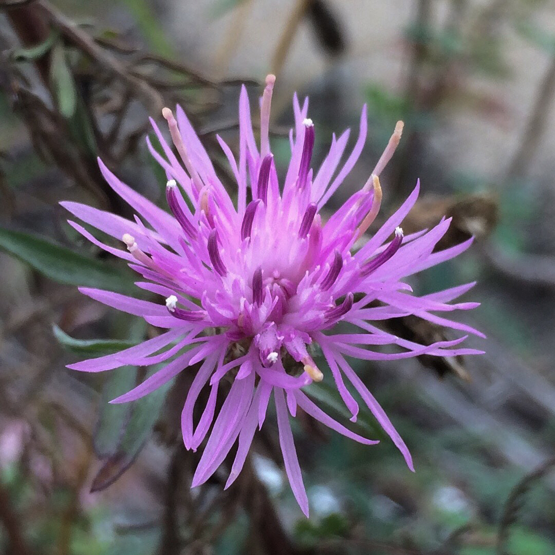 Spotted Knapweed bloom