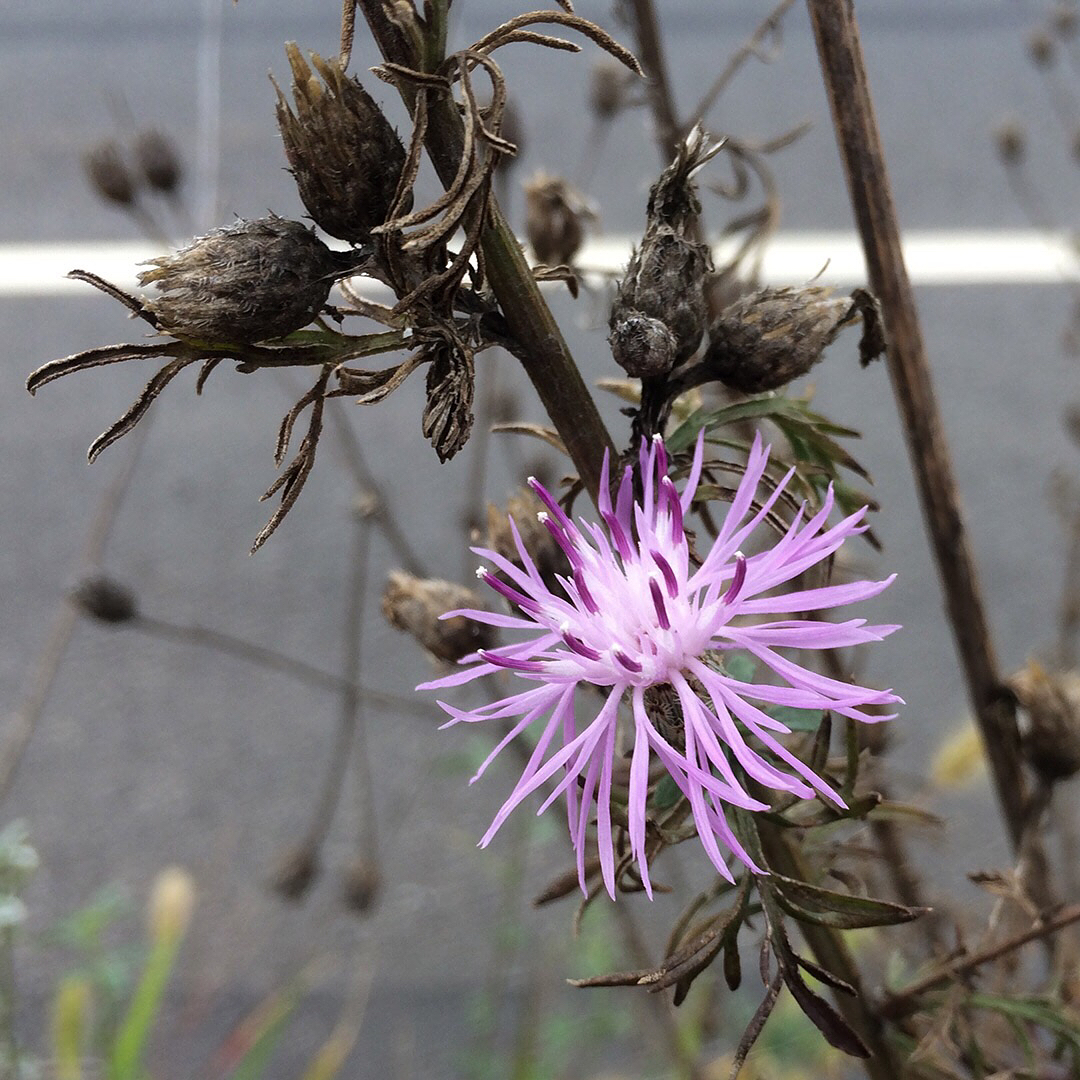 Spotted Knapweed bloom