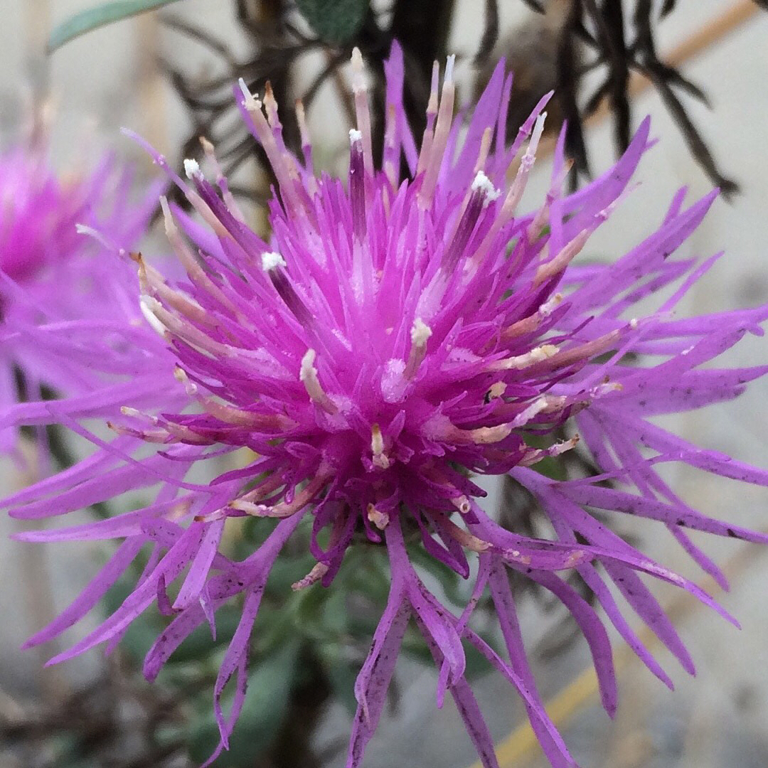 Spotted Knapweed bloom