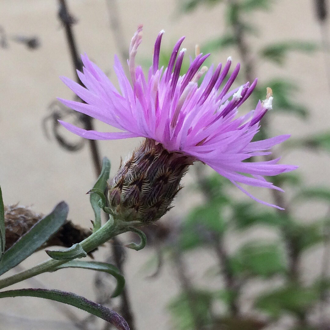 Spotted Knapweed bloom
