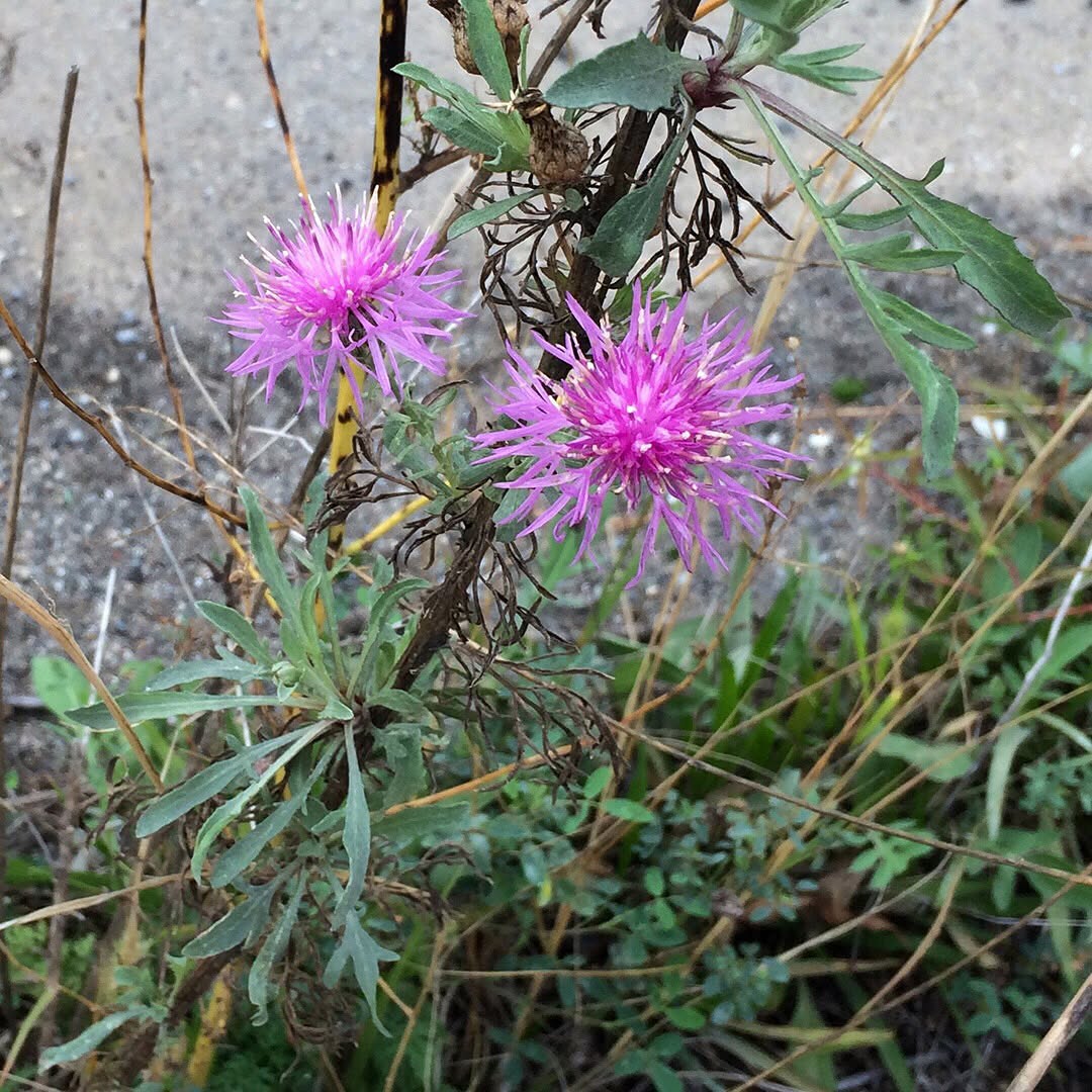 Spotted Knapweed blooms