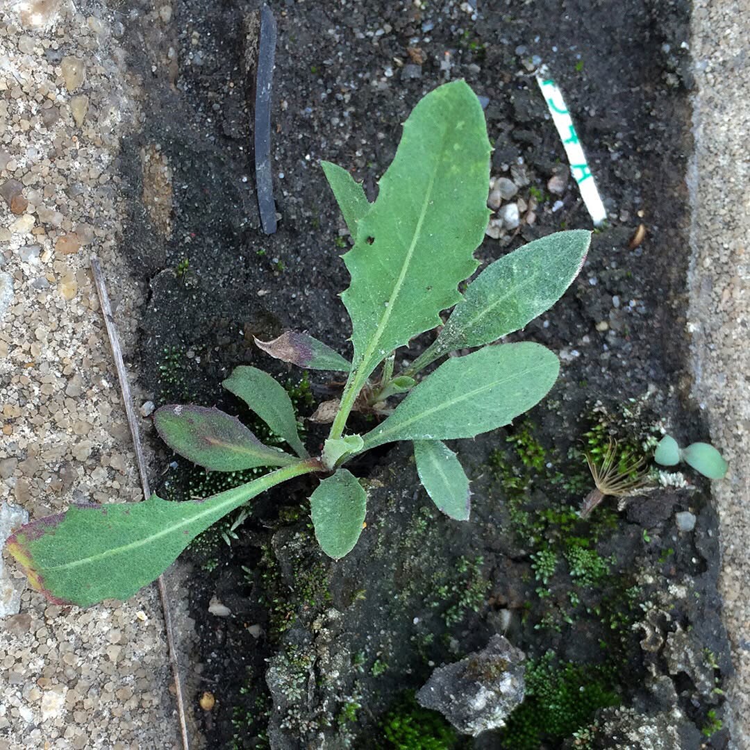 Spotted Knapweed rosettes