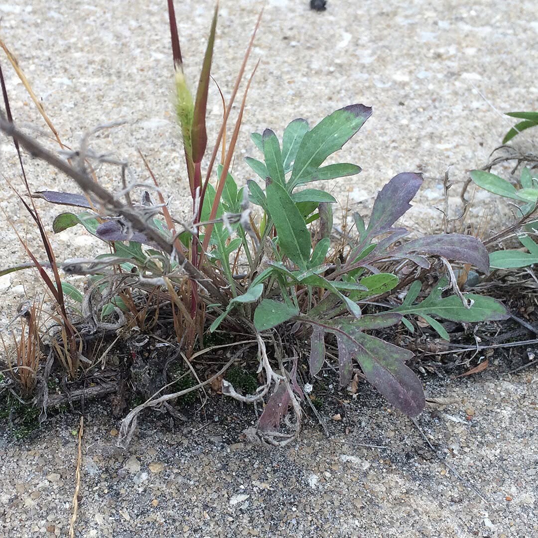 Spotted Knapweed rosette