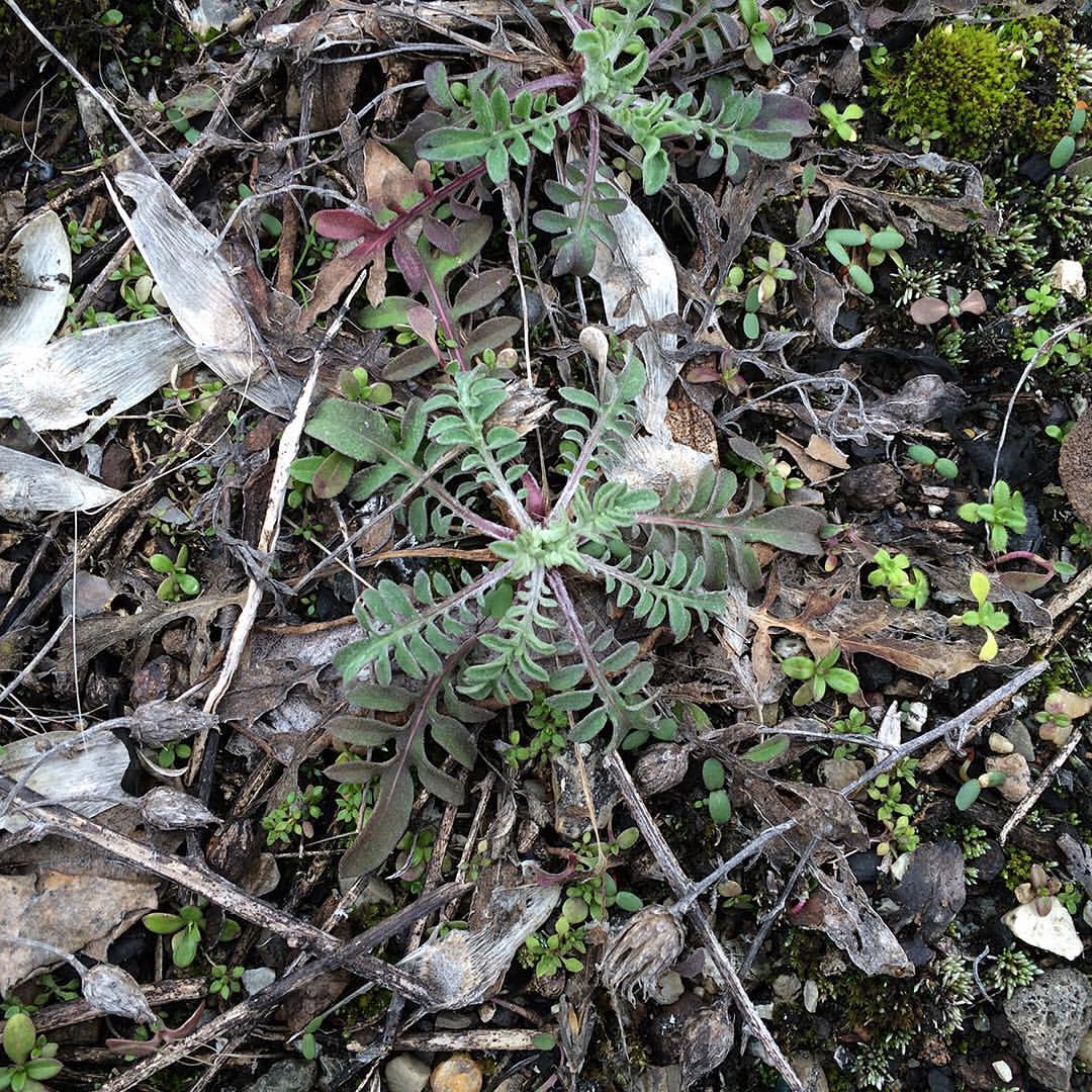 Spotted Knapweed growing out of a concrete pier