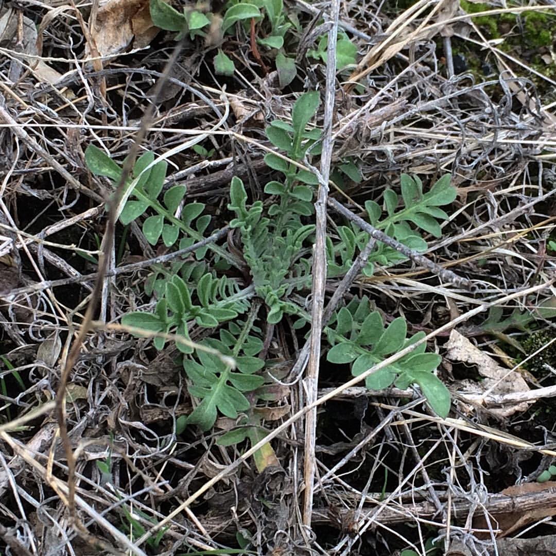 Spotted Knapweed growing out of a concrete pier