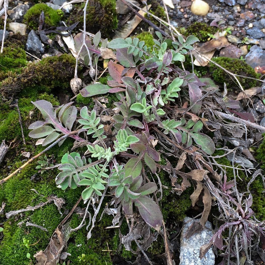 Spotted Knapweed growing out of a concrete pier