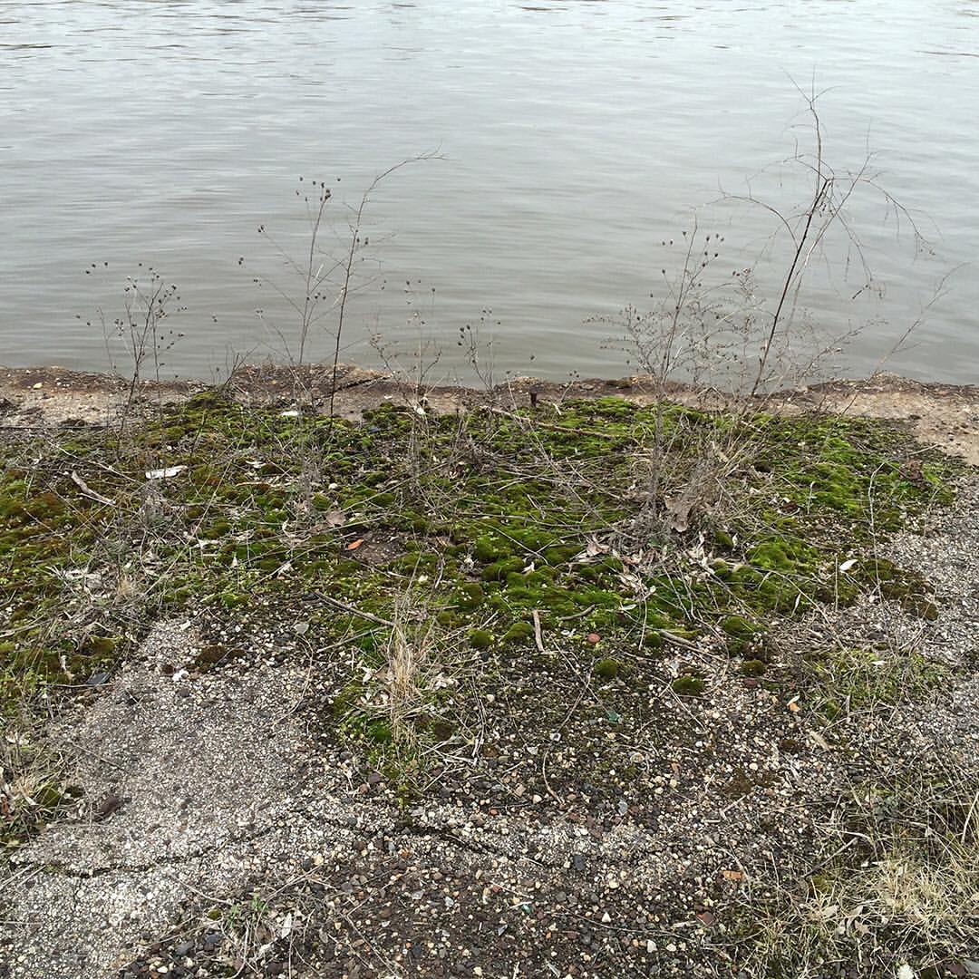 Spotted Knapweed growing out of a concrete pier