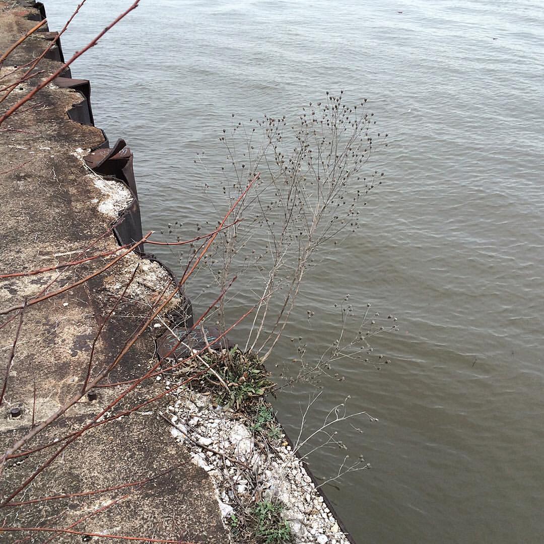Spotted Knapweed growing out of a concrete pier