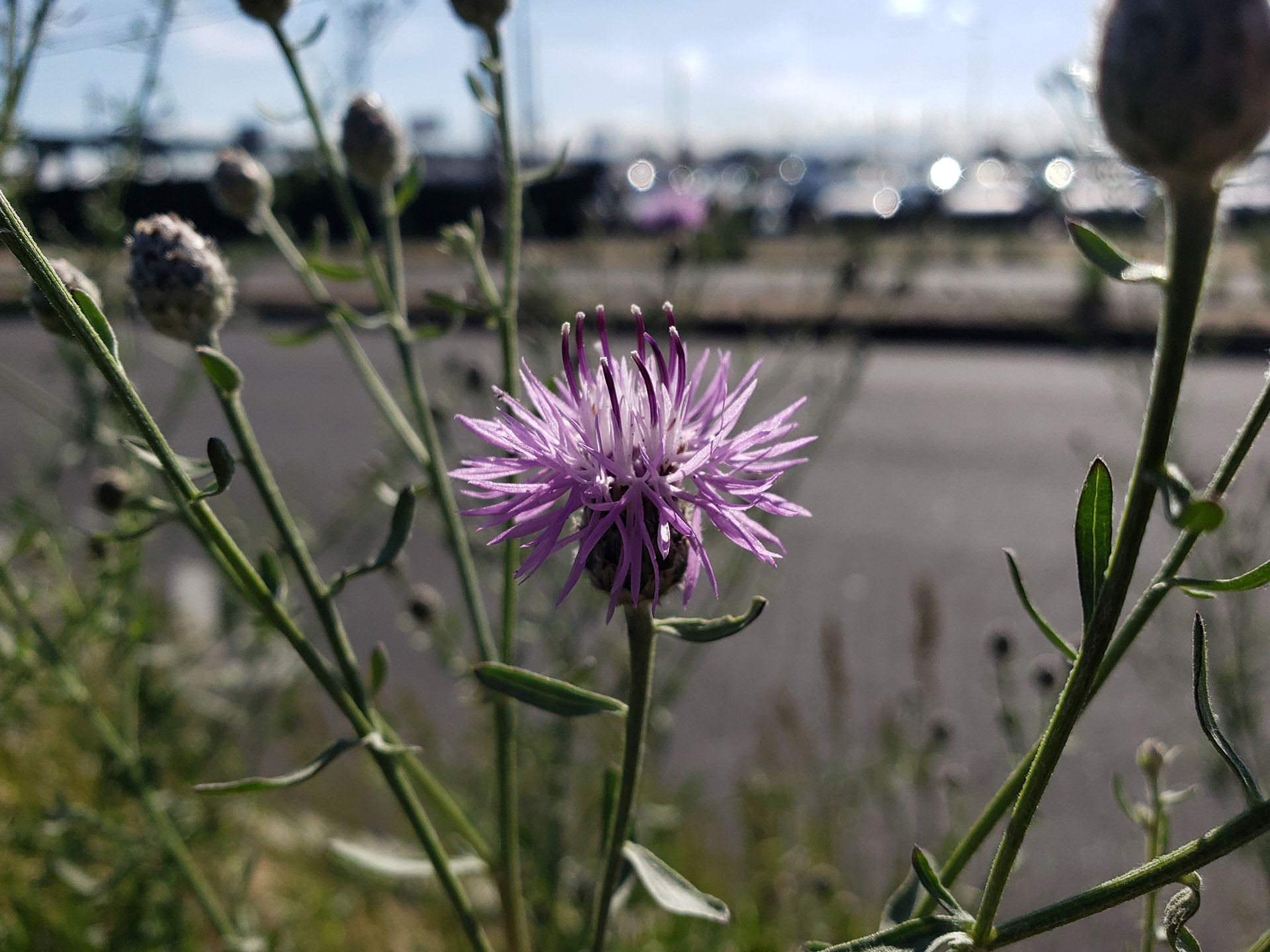 Spotted Knapweed
