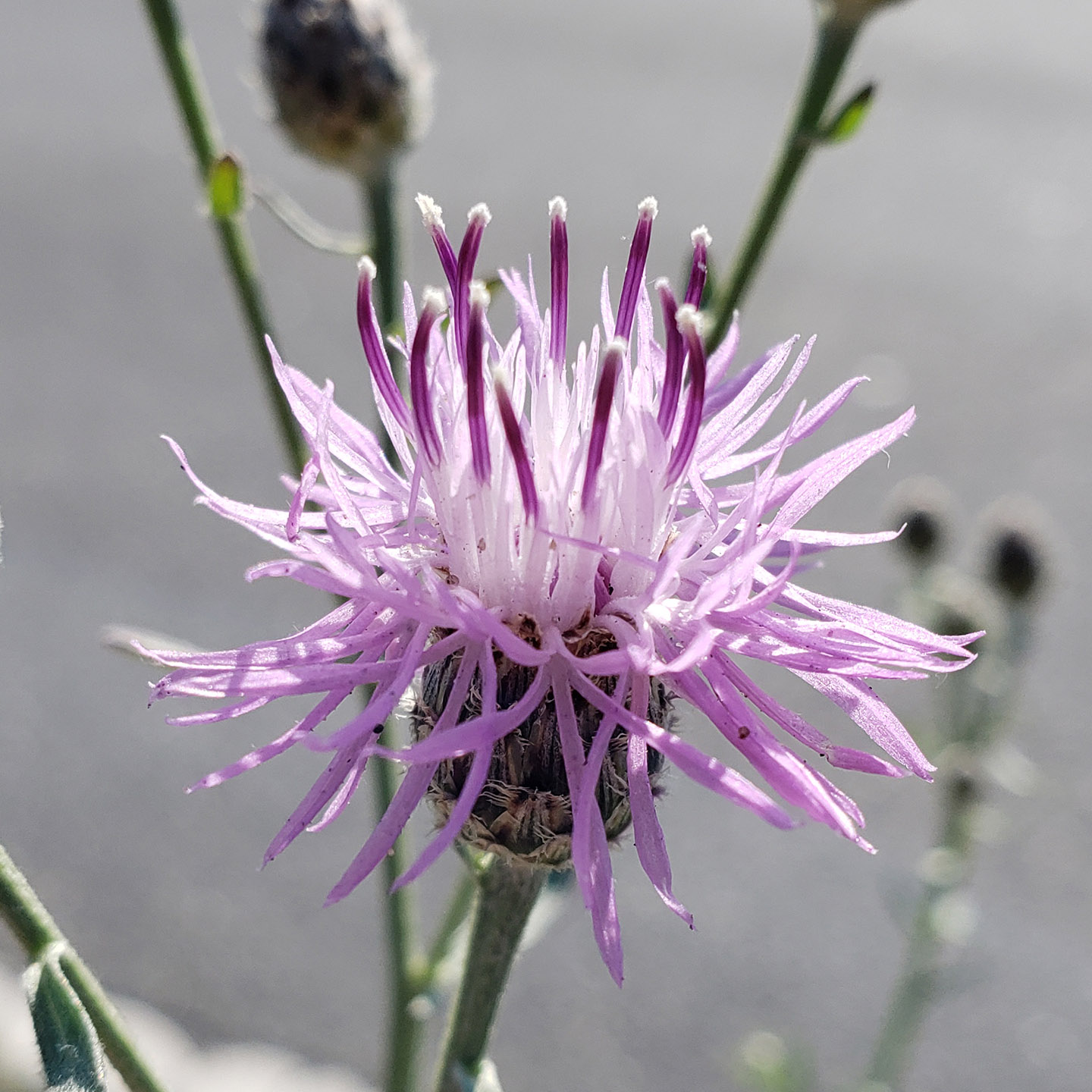 Spotted Knapweed