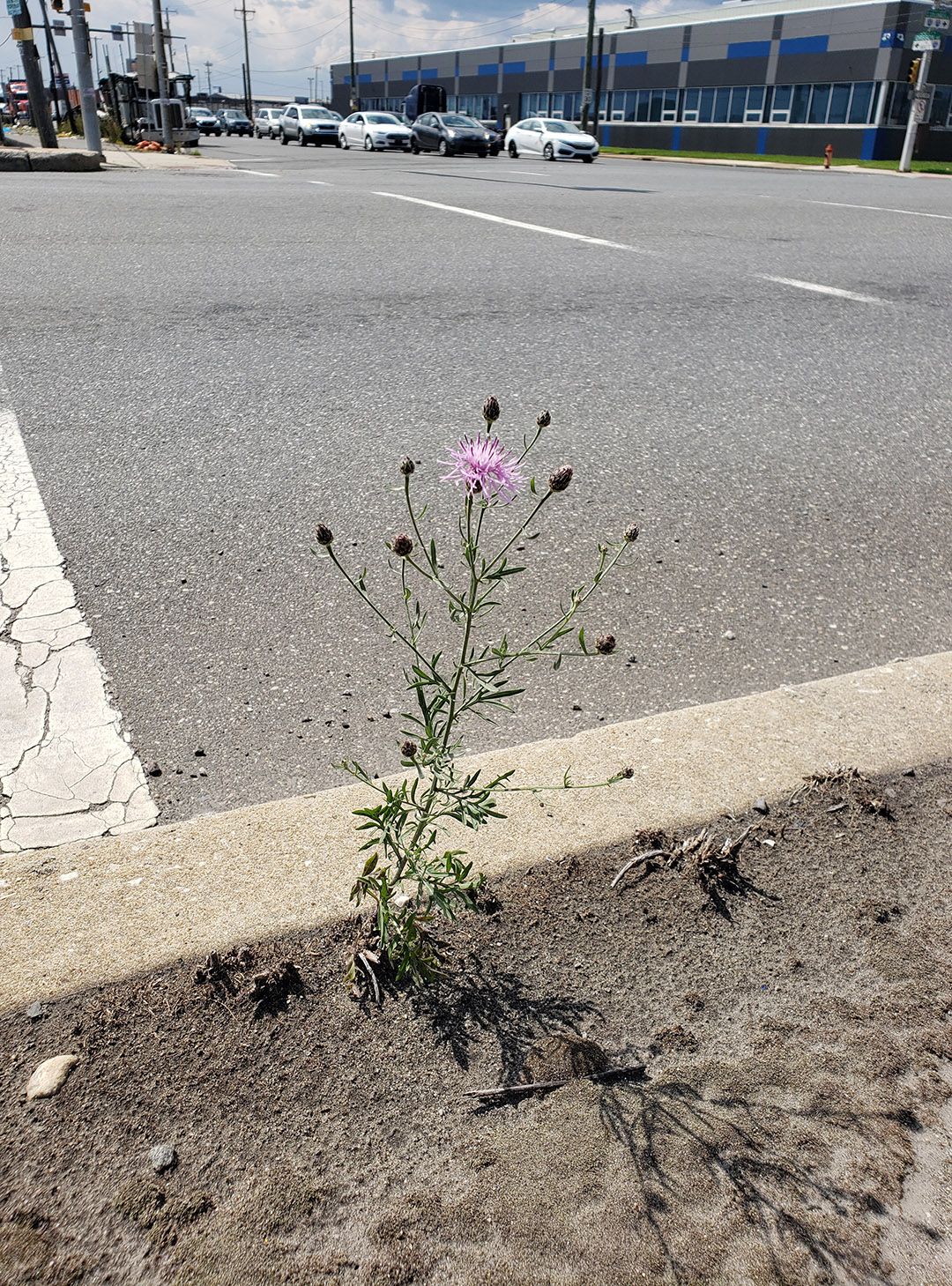 Spotted Knapweed
