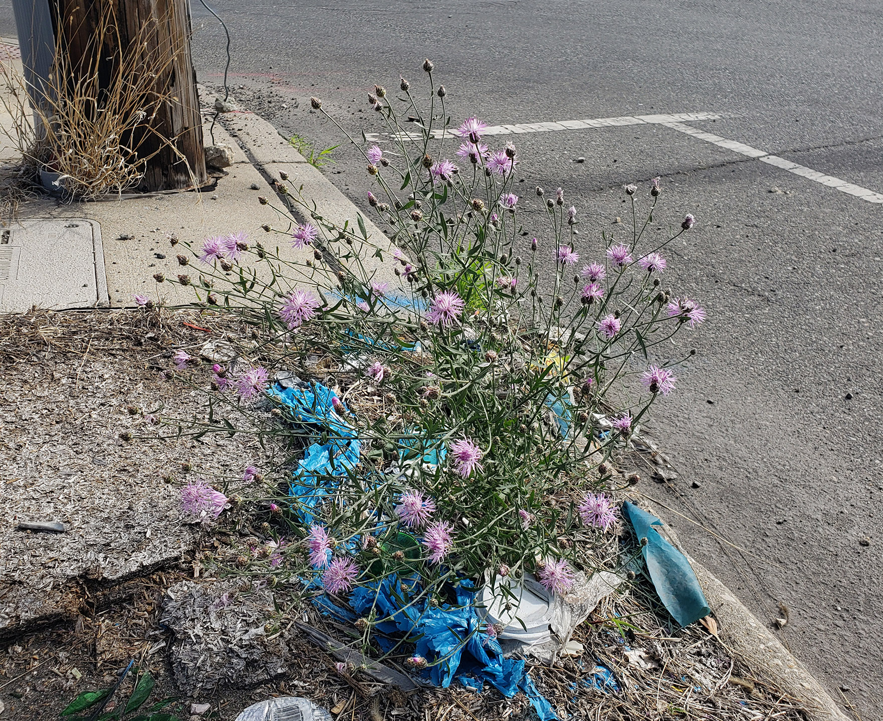 Spotted Knapweed