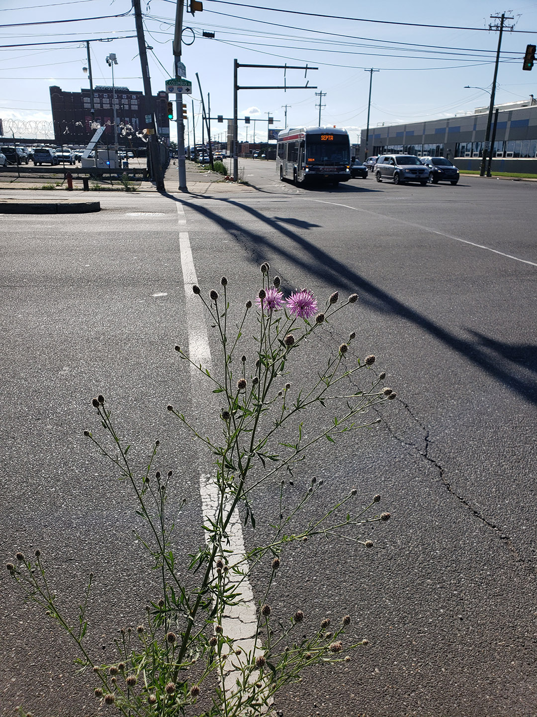 Spotted Knapweed