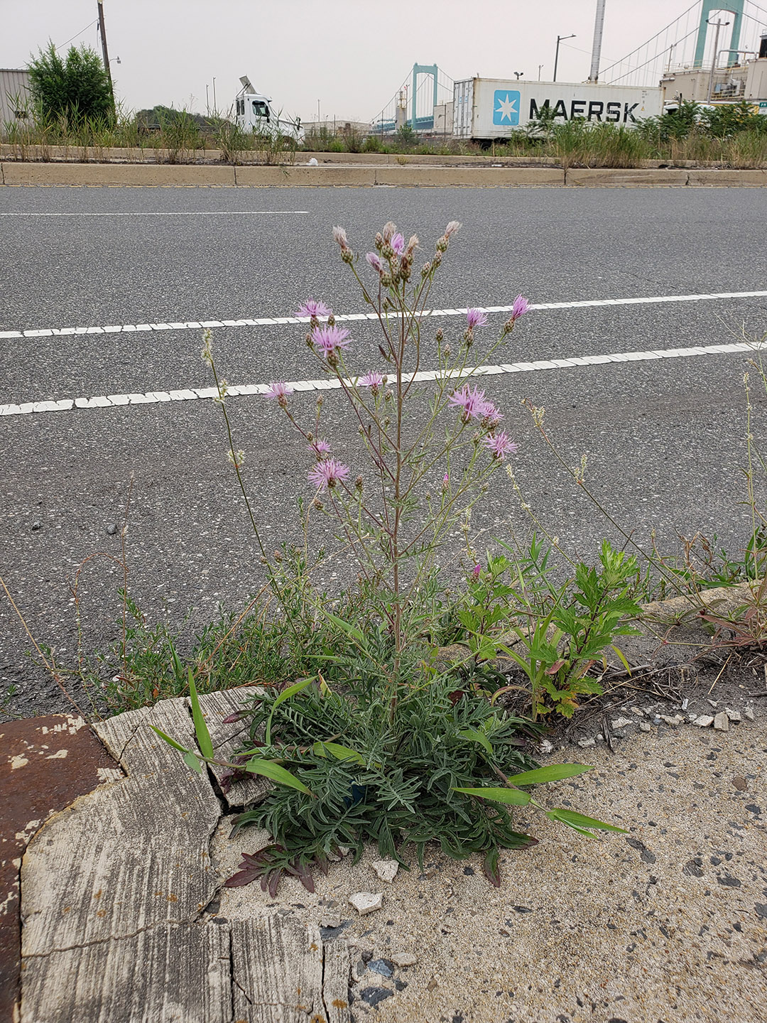 Spotted Knapweed