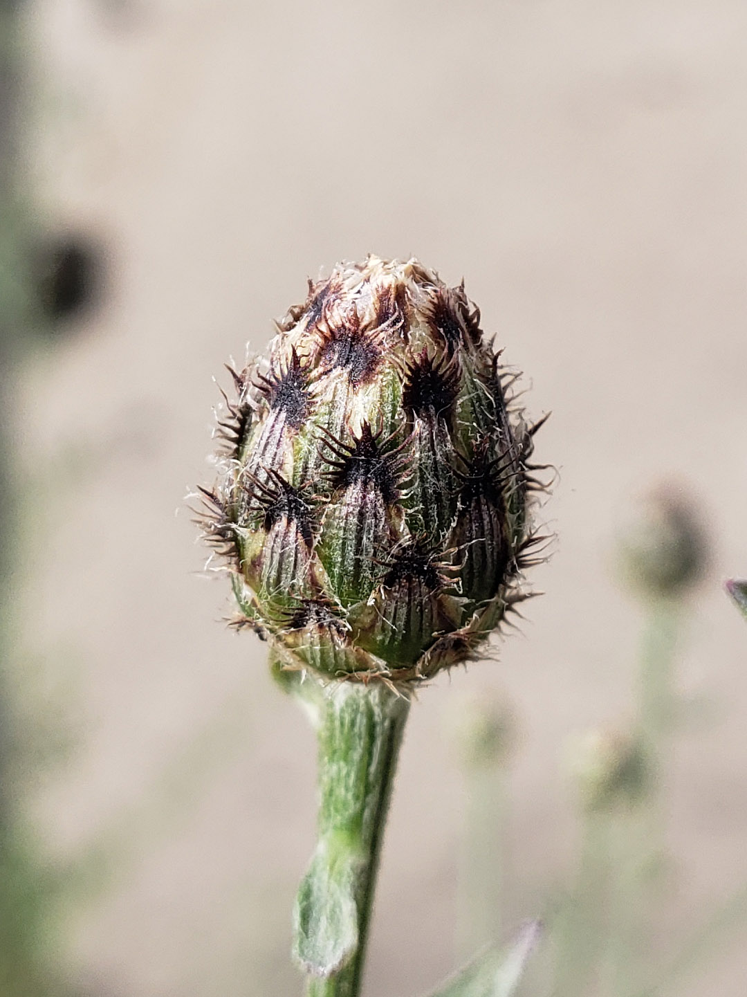 Spotted Knapweed
